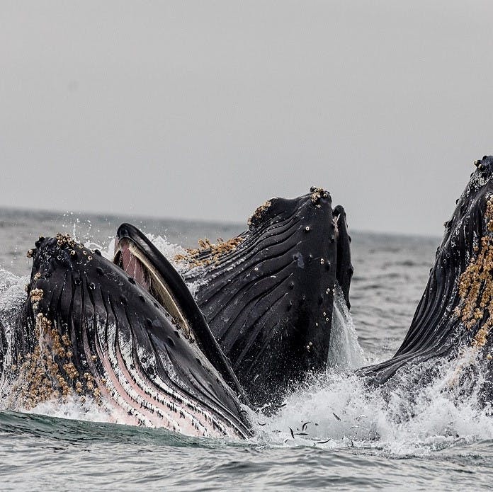 A group of whales at the ocean's surface.