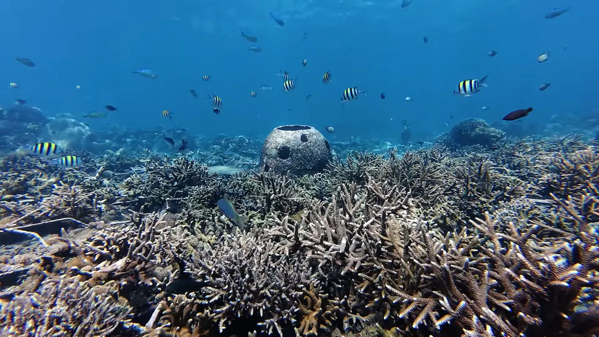 reef bell and coral structures