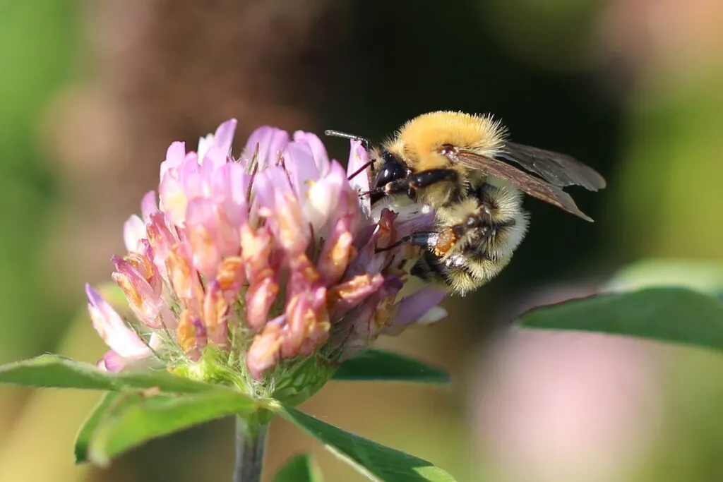 moss carder bee