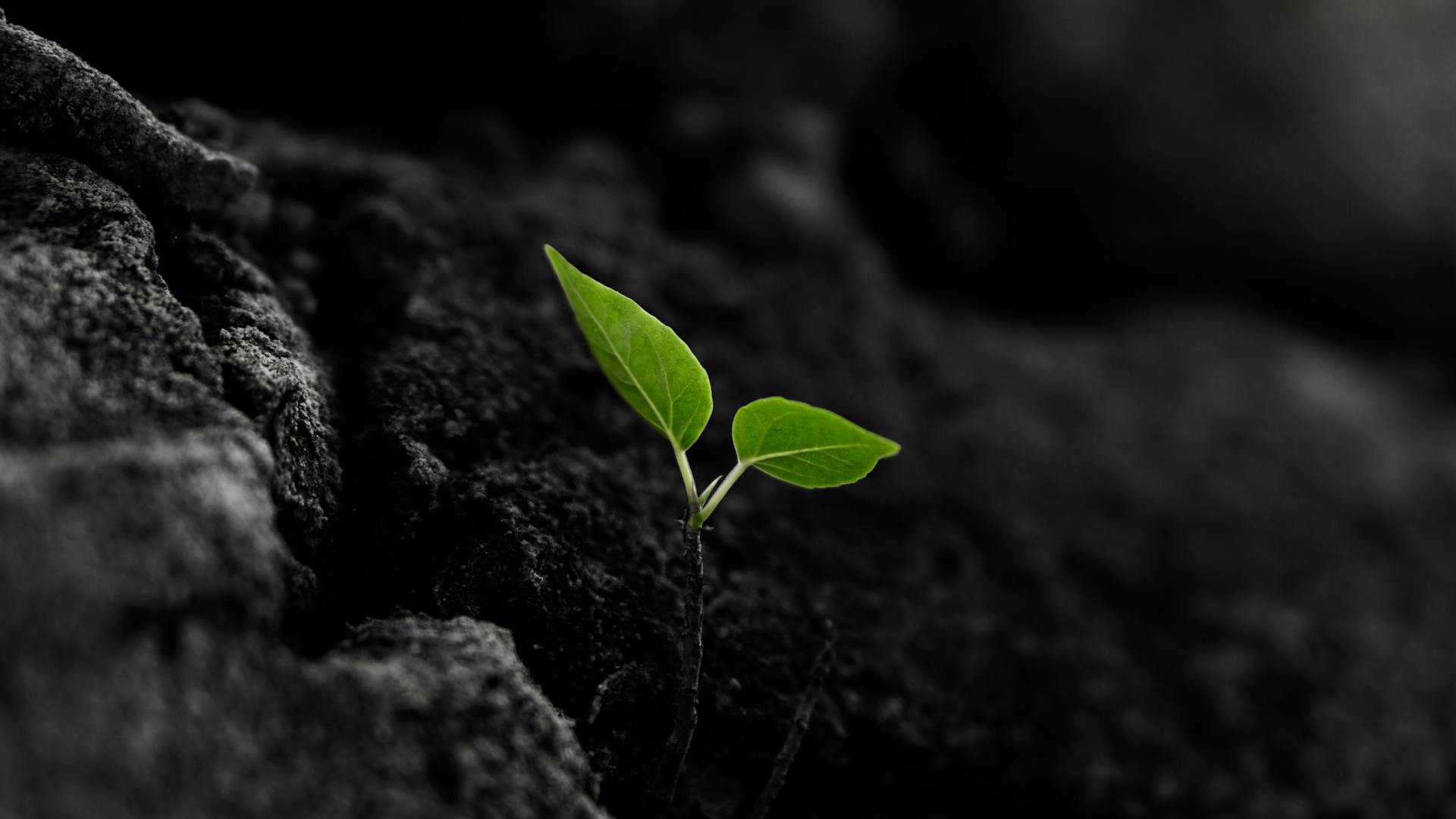 green sprout