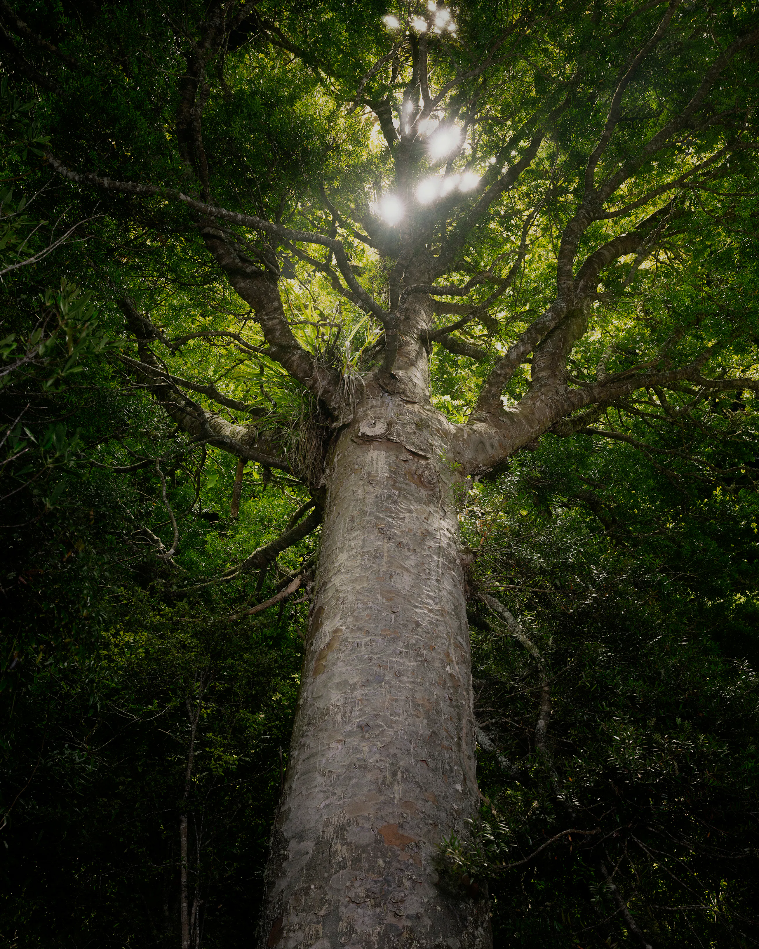 Light defines the space that these towering pillars occupy.
