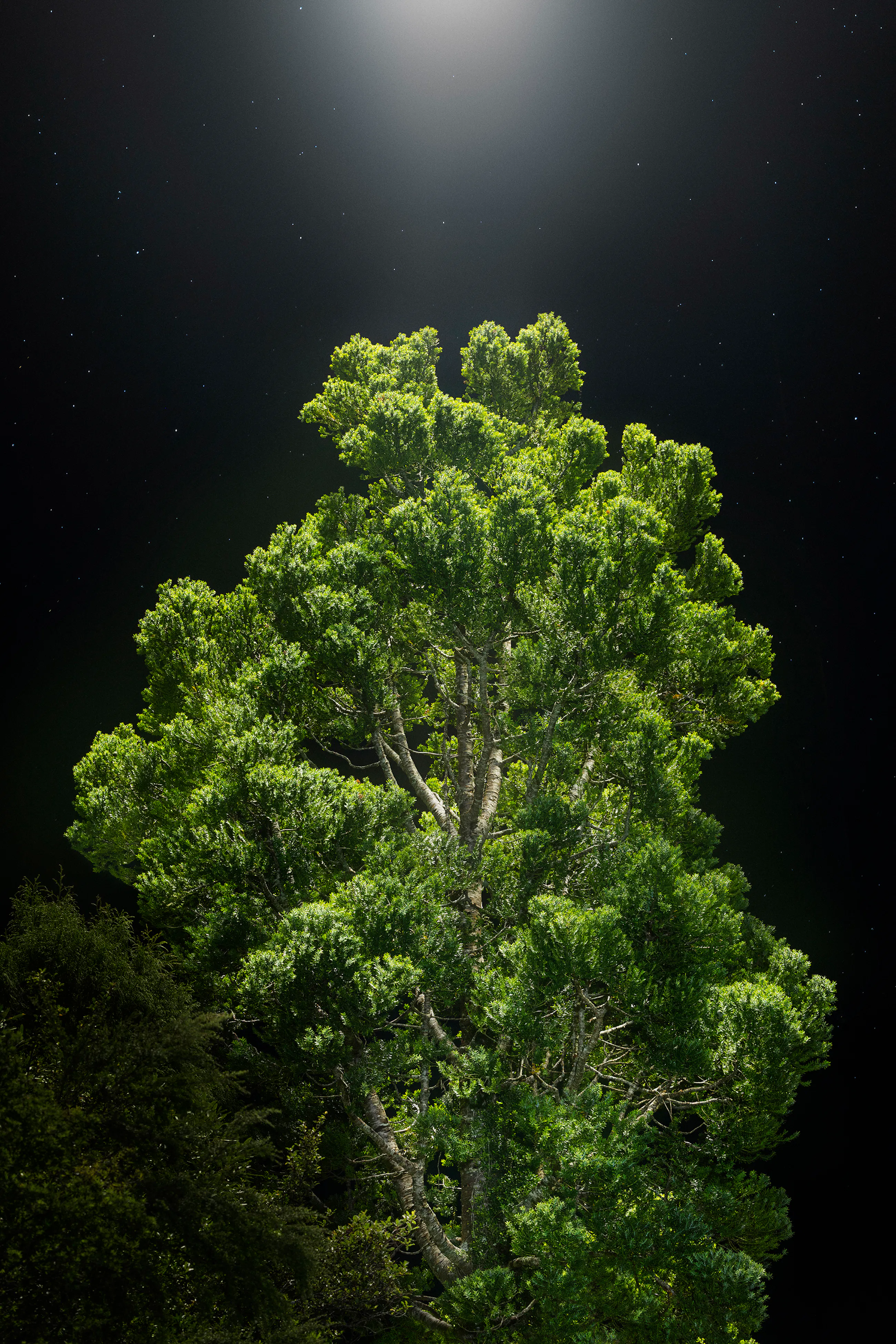 Illuminating the space between Ranginui and Papatūānuku.