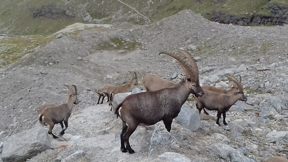 Ibex on Gran Paradiso