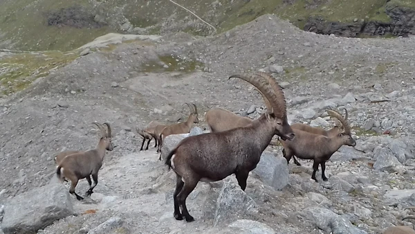 Ibex on Gran Paradiso