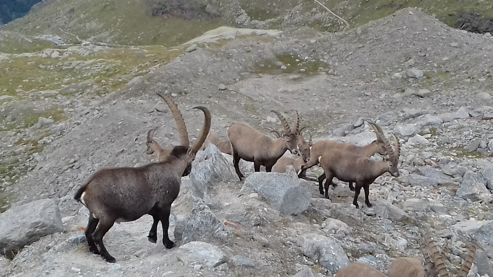 Ibex