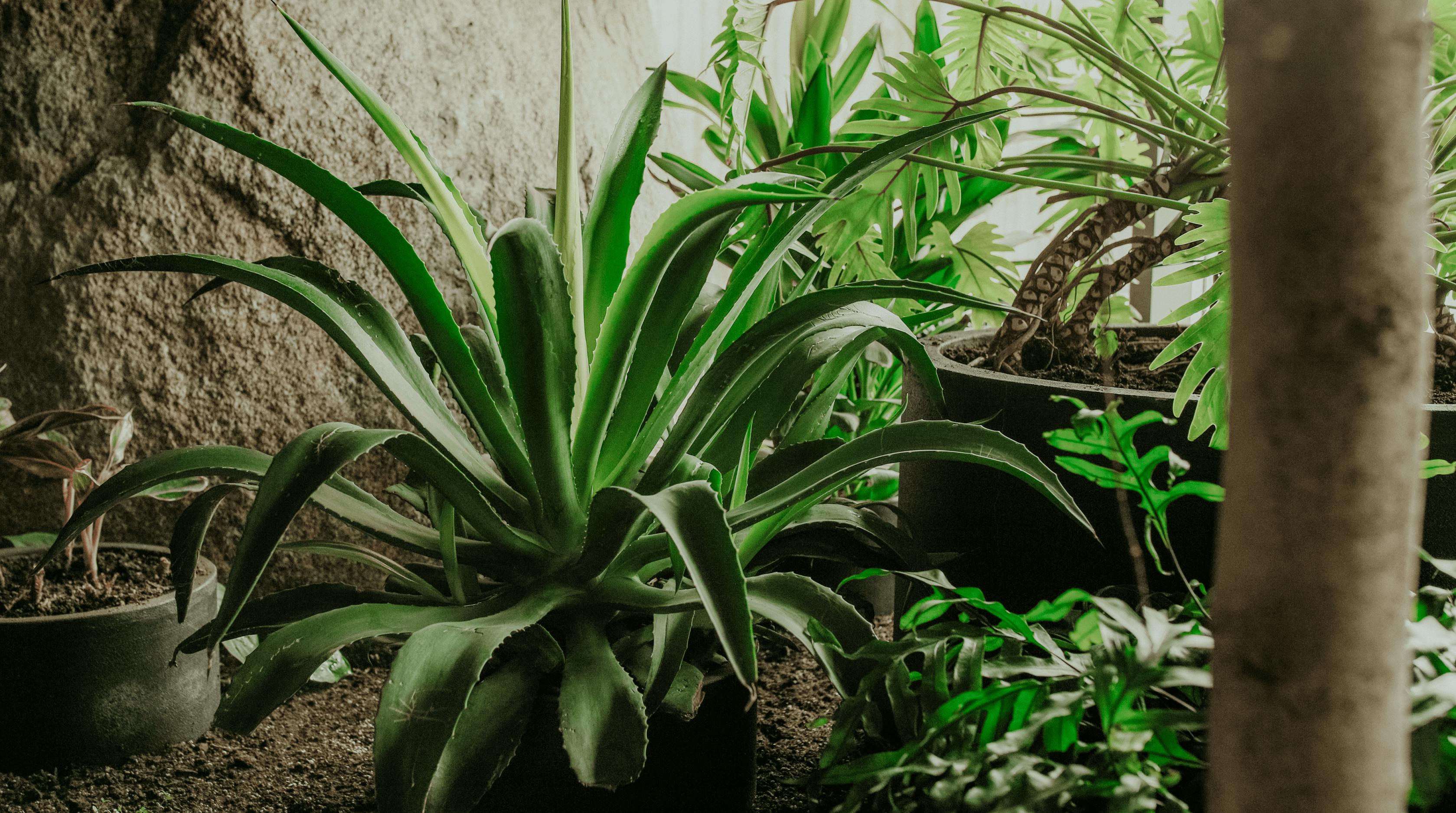 plants