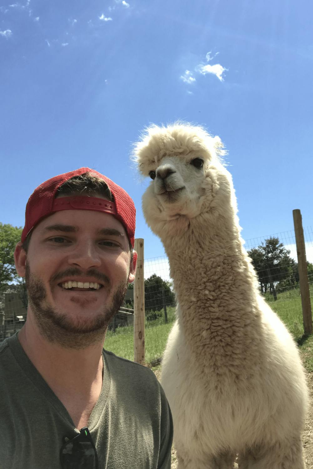 Alpacas in Colorado