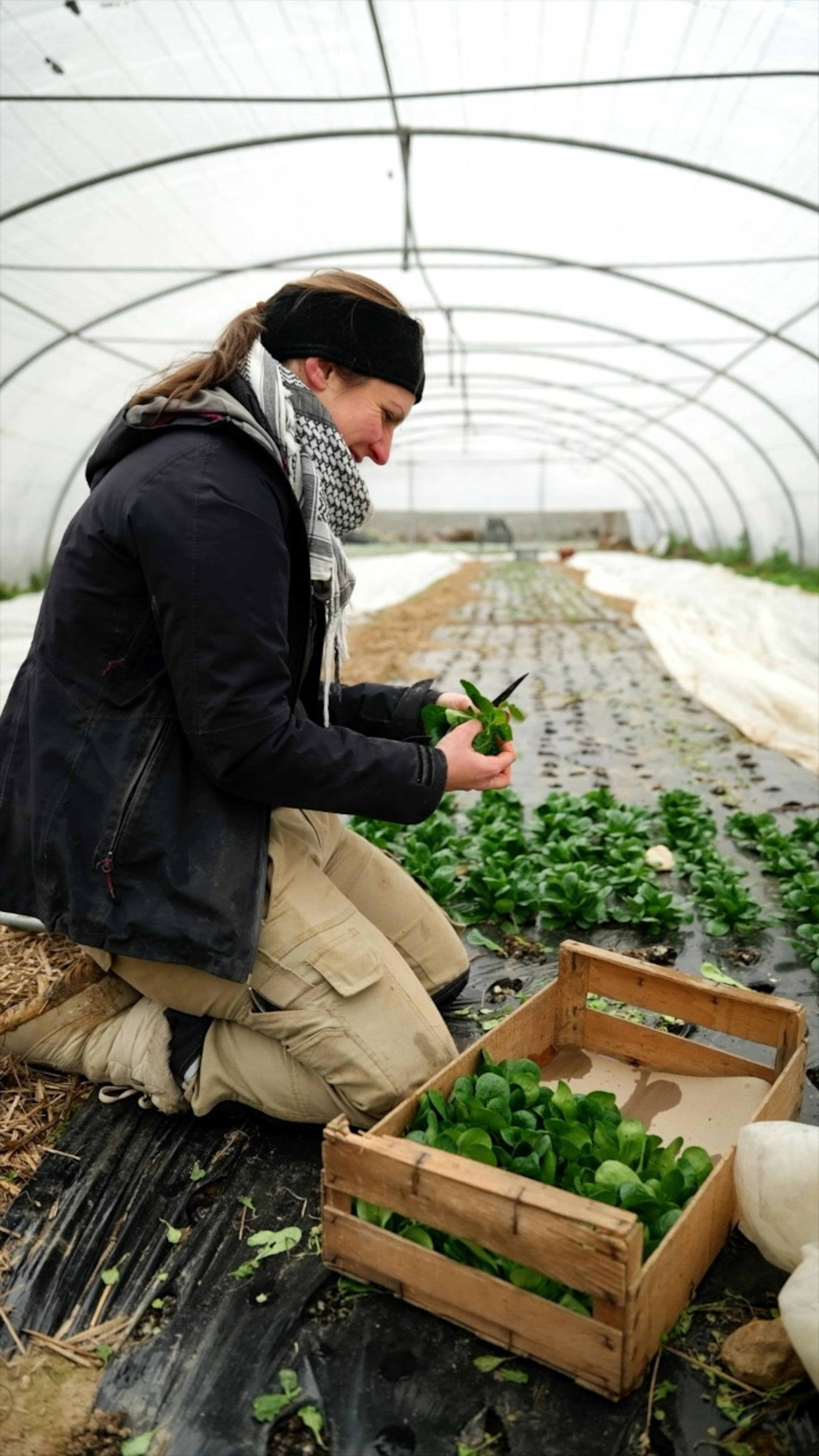 Sous la serre, Camille récolte les derniers plants de mâche