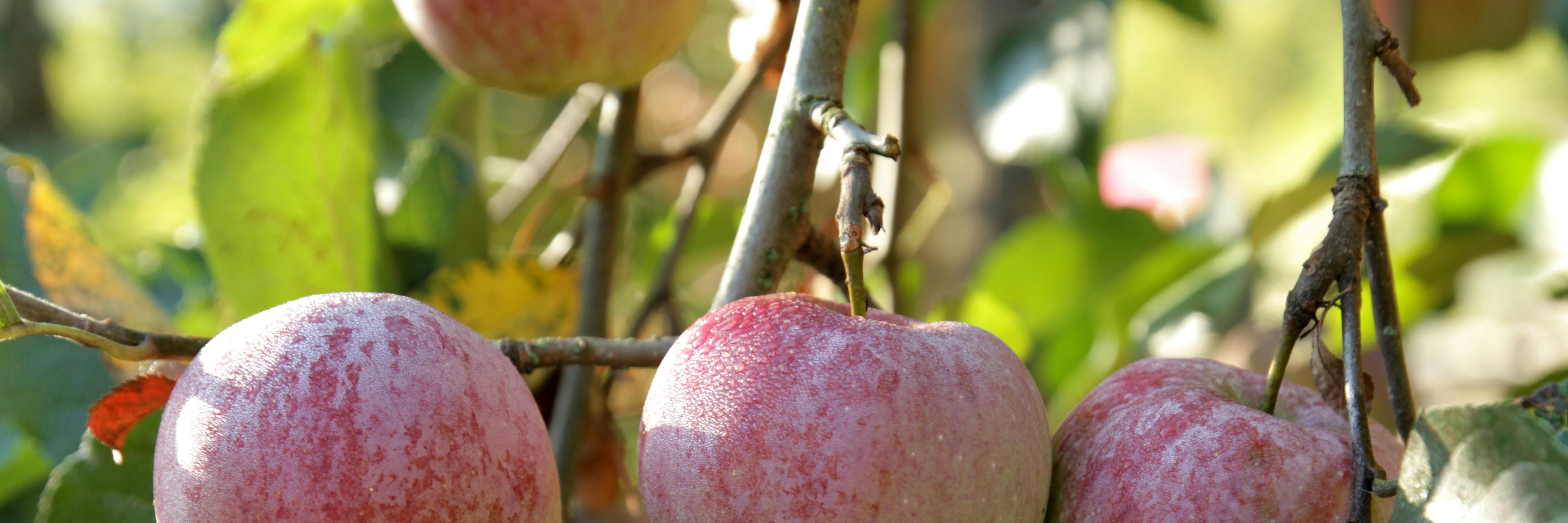 trois pommes sur une branche