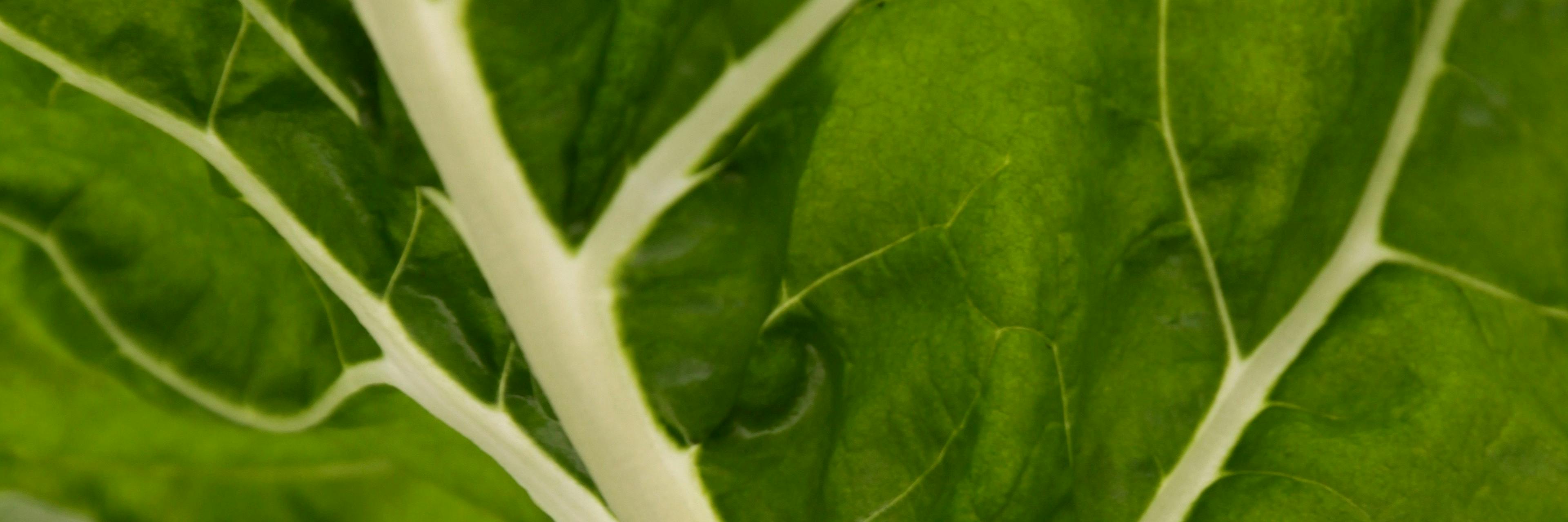 Feuille de blette protégeant les choux fleurs - Anse