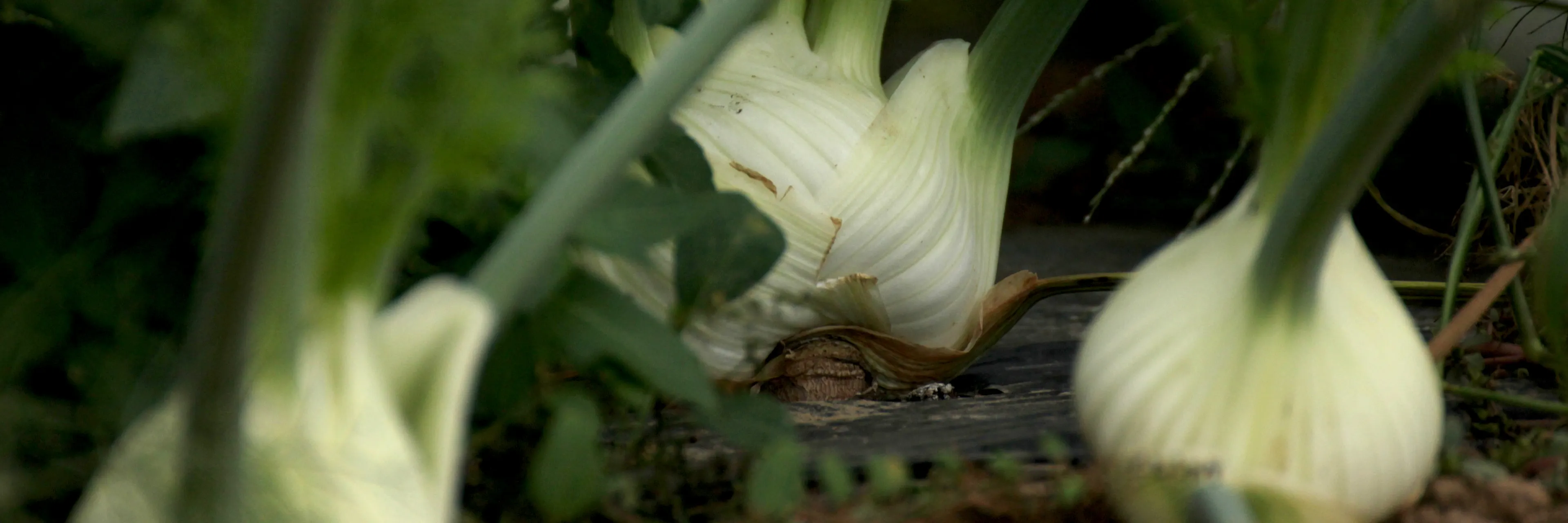Trois fenouils plein champ