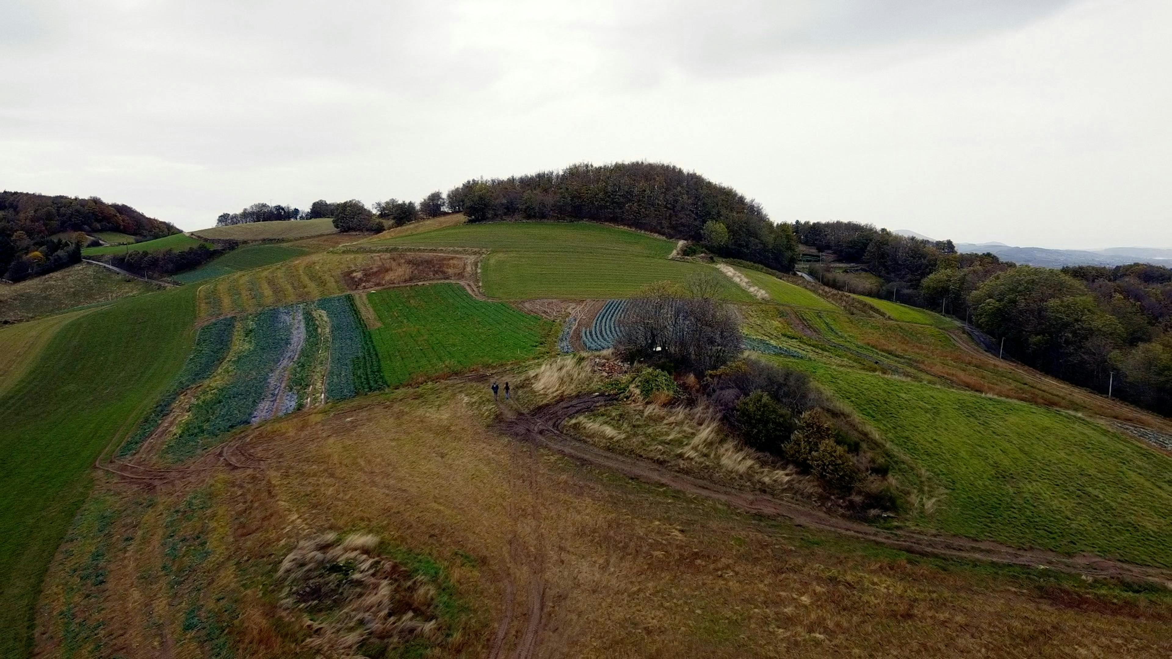 Sur une petite coline entourée de bois, de longue lignes de dégradé de vert serpentent sur le relief