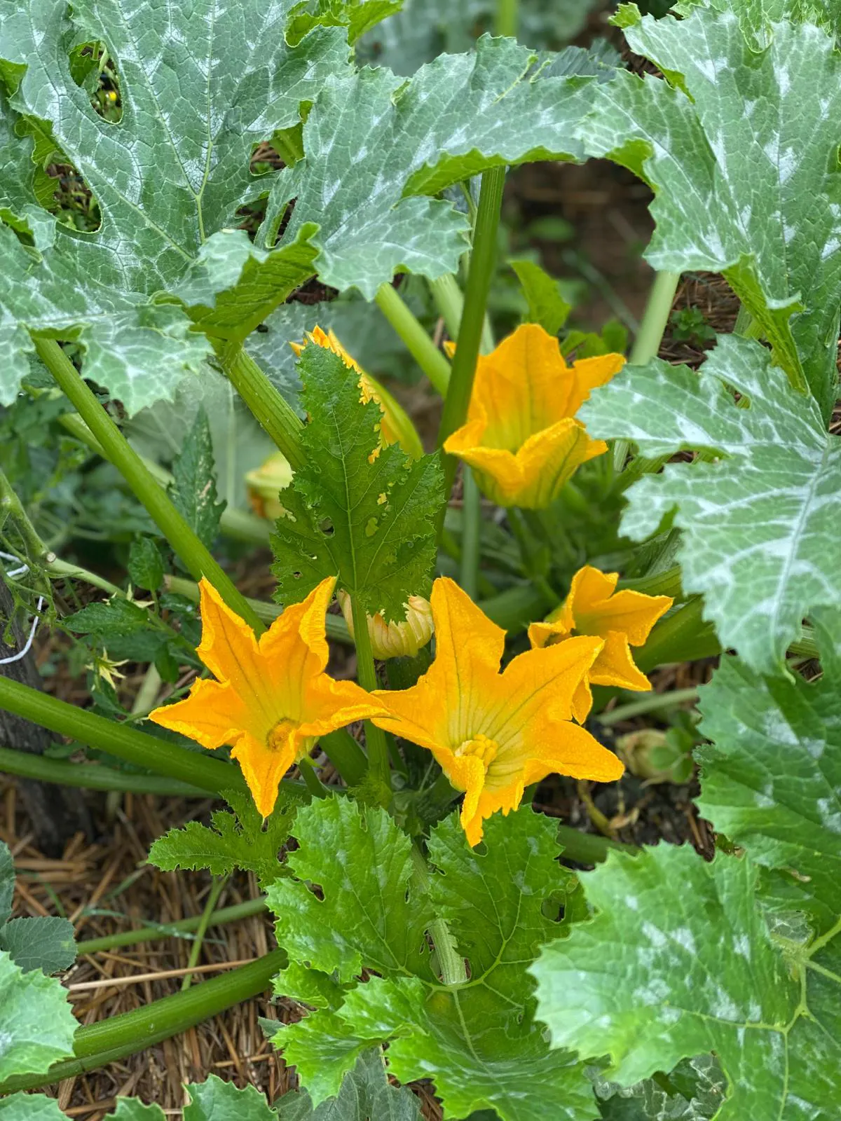 Fleurs de courgette sur leur lit de paille