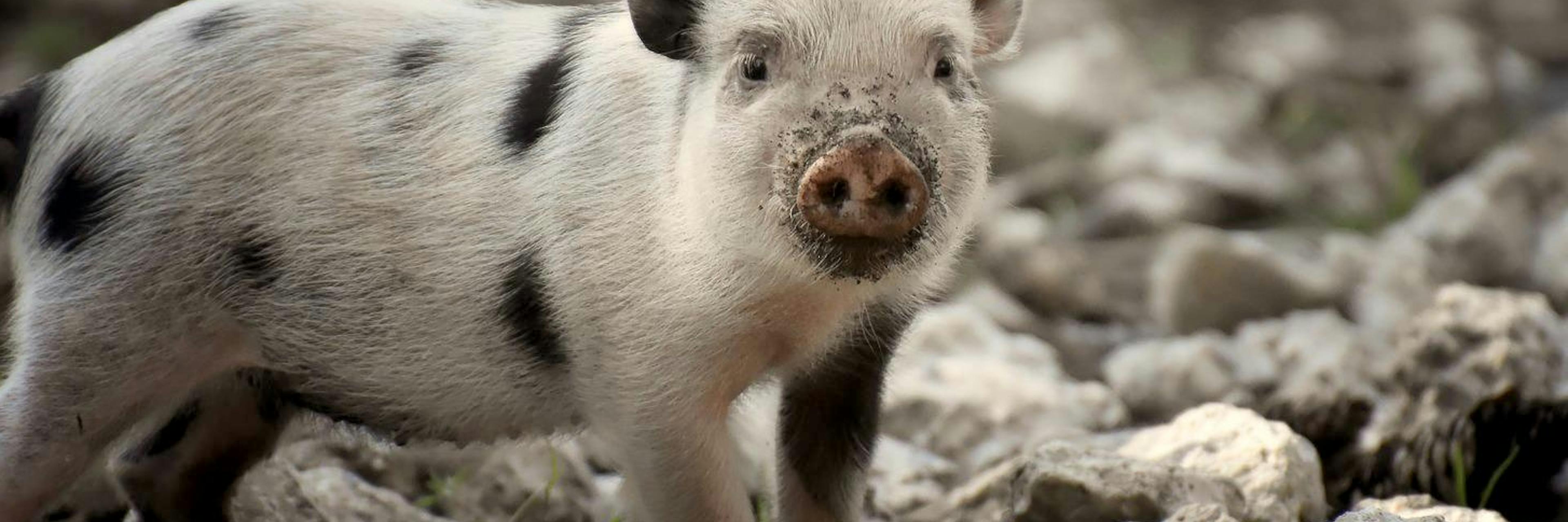 cochonnet noir et blanc sur un chemin de caillou, éclairé par un rayon de soleil
