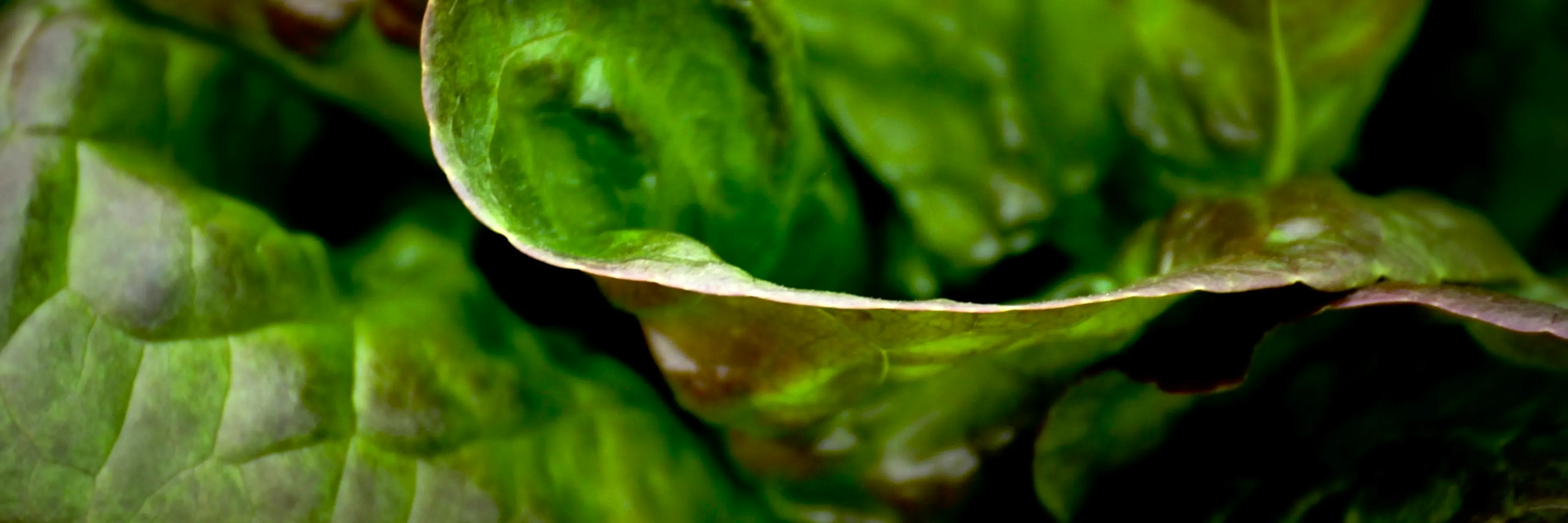 Ligne de crête d'une laitue