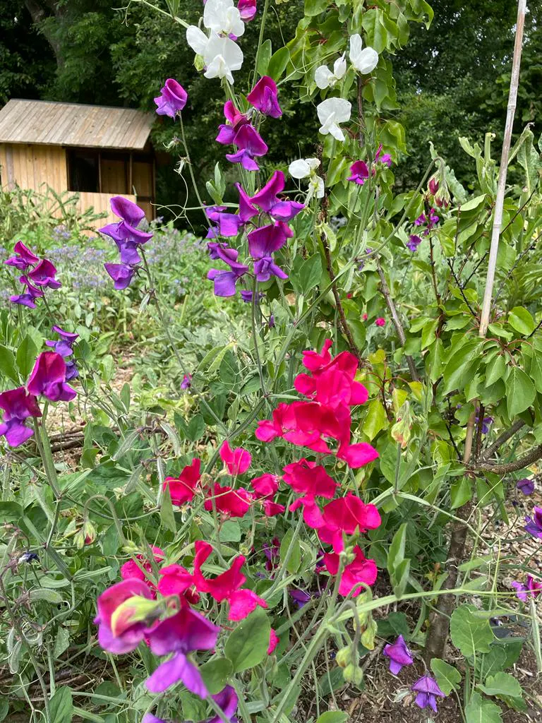 fleur de pois de senteur