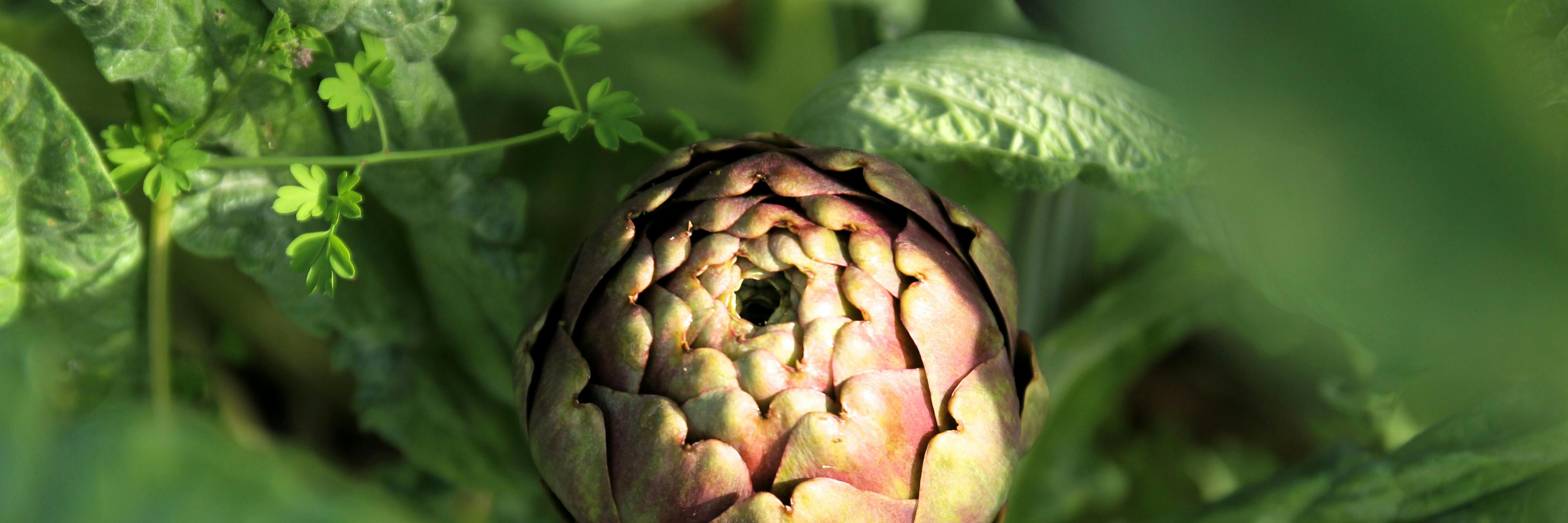 Artichaut caché sous ses feuilles, éclairé par un rayon de soleil