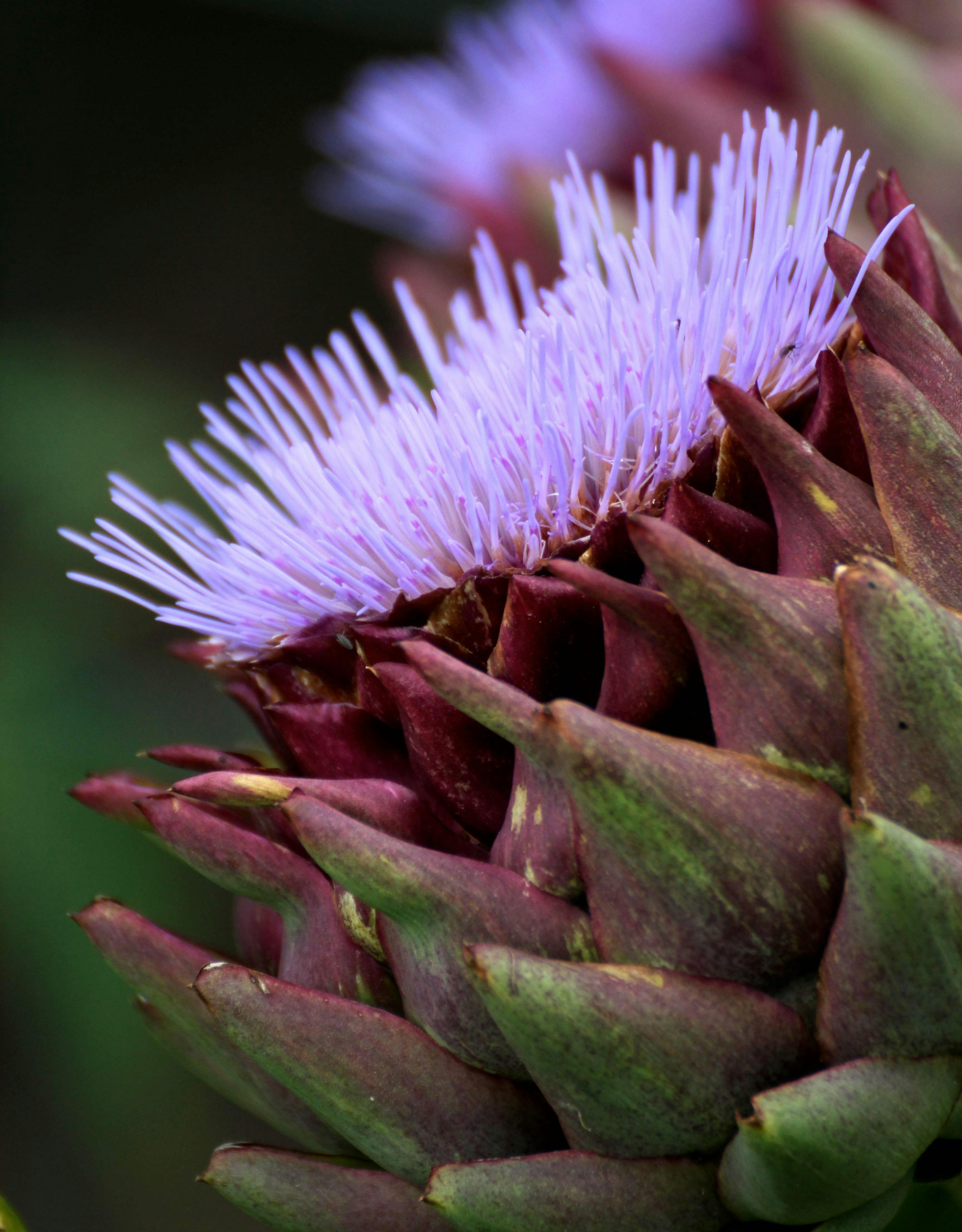 Fleur d'artichaut