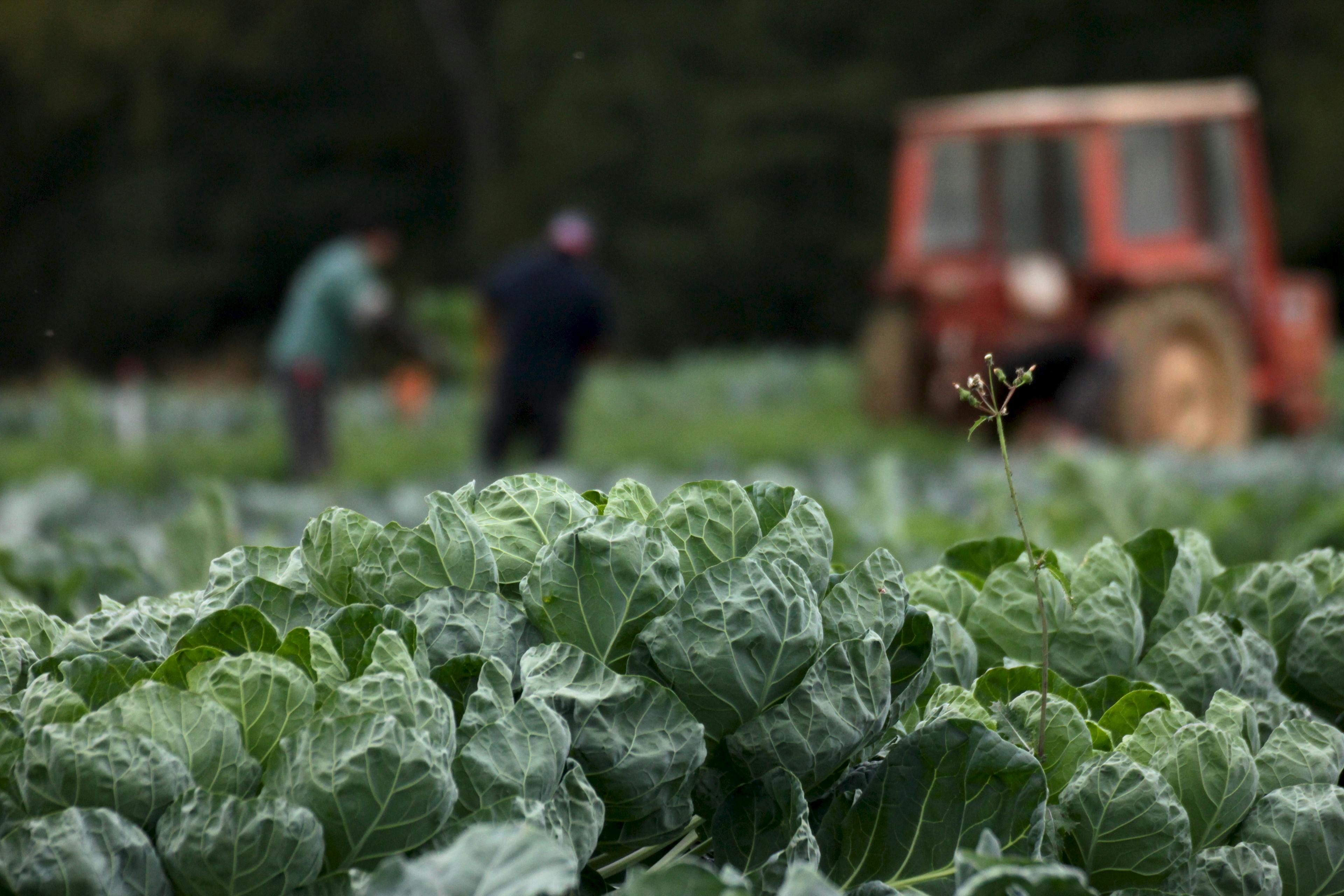 ligne de choux de Bruxelles derrière laquelle on devine un tracteur et deux personnes en train de travailler dans le champ