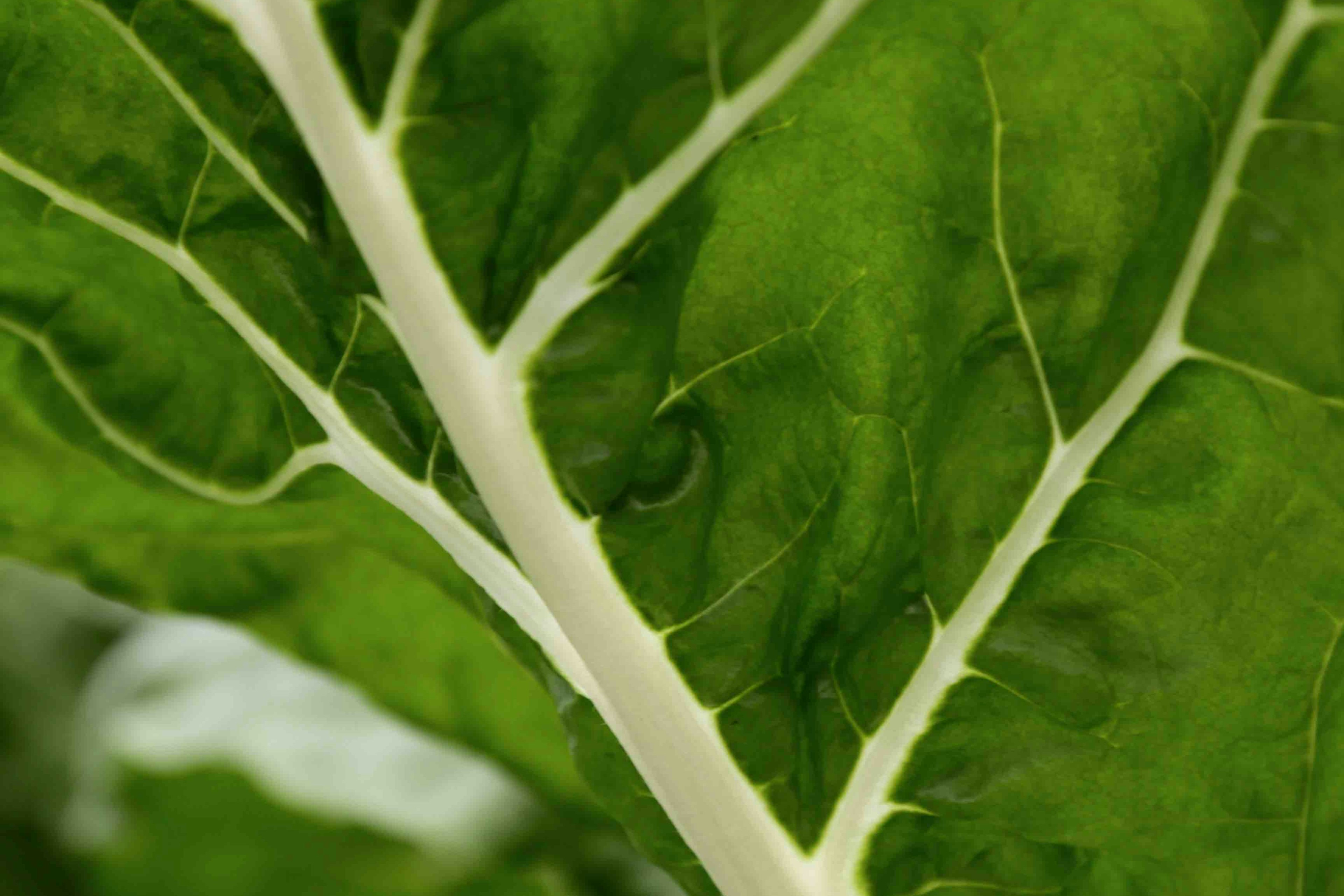 Feuille de blette protégeant les choux fleurs