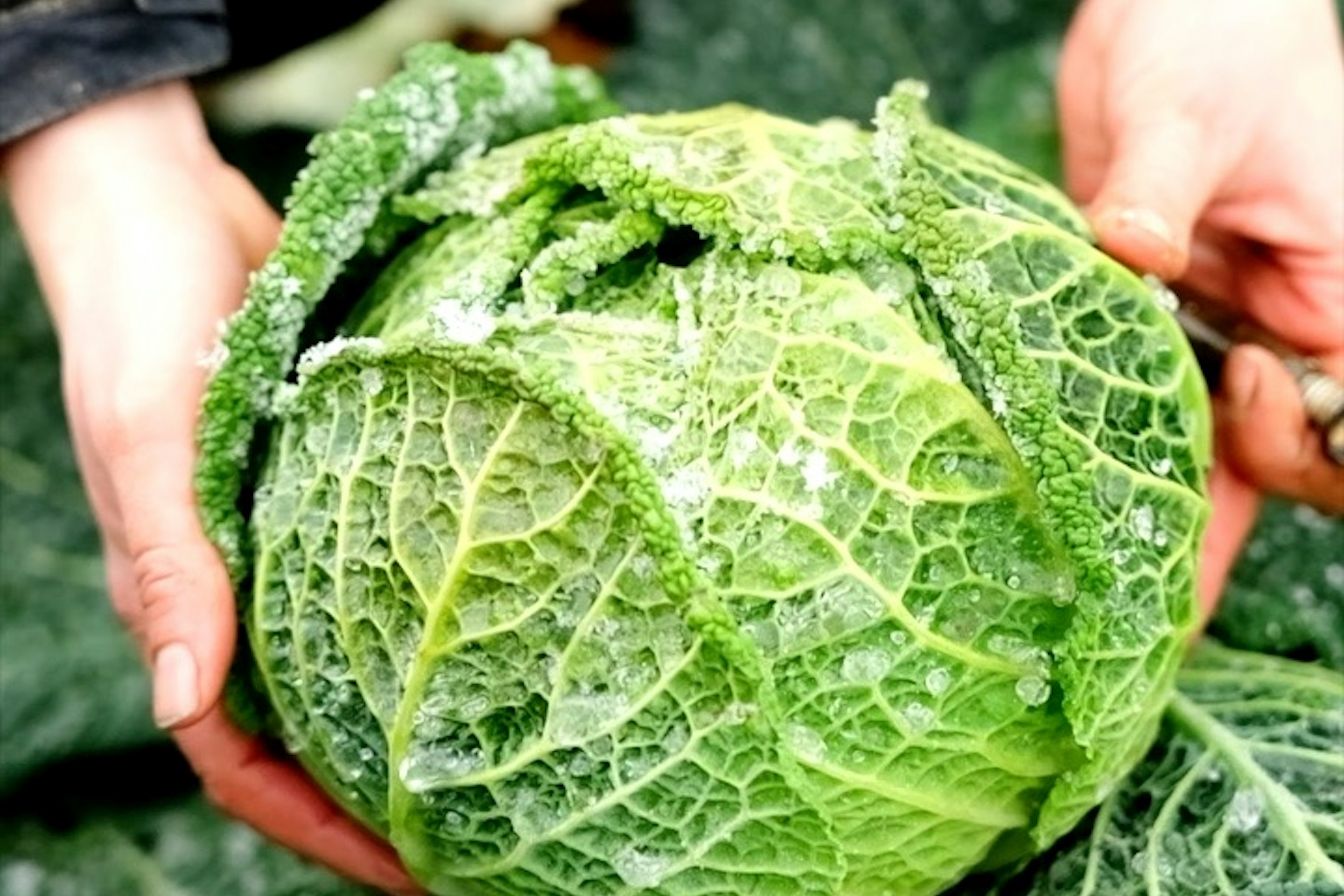 cueillette d'un beau chou frisé gelé