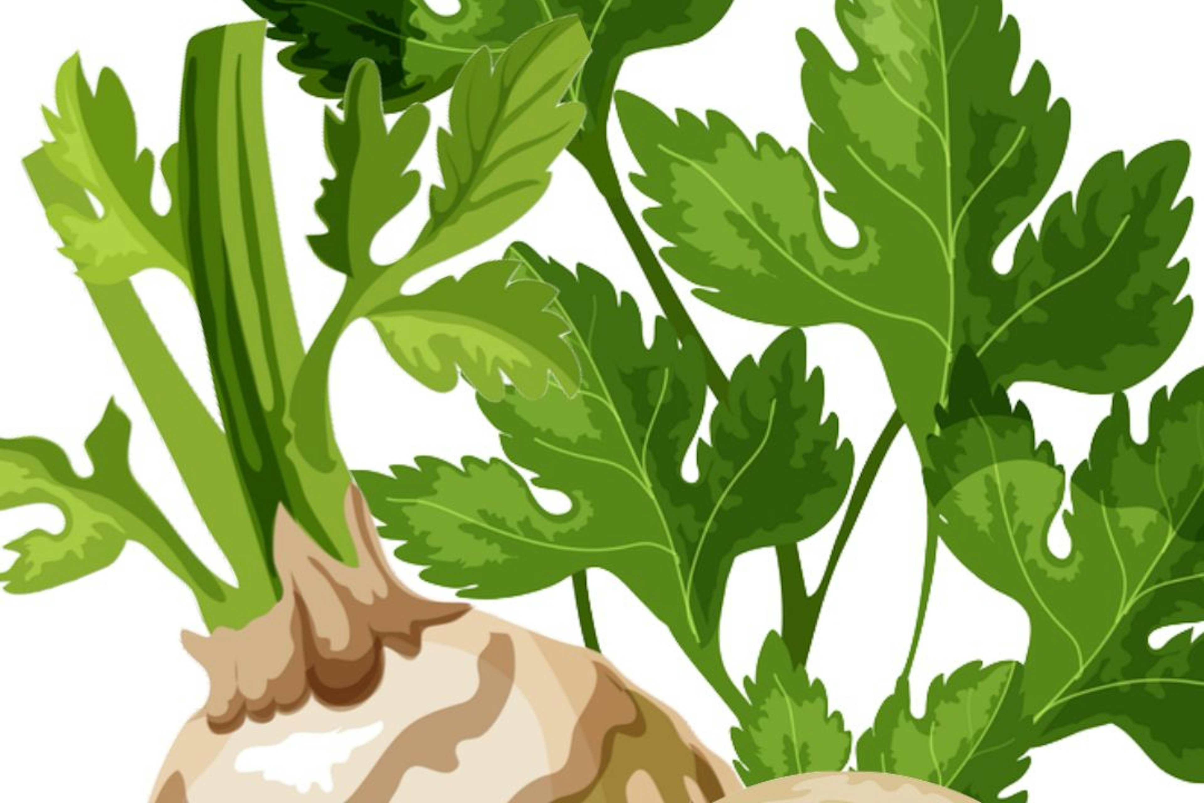 dessin de céleri rave entier