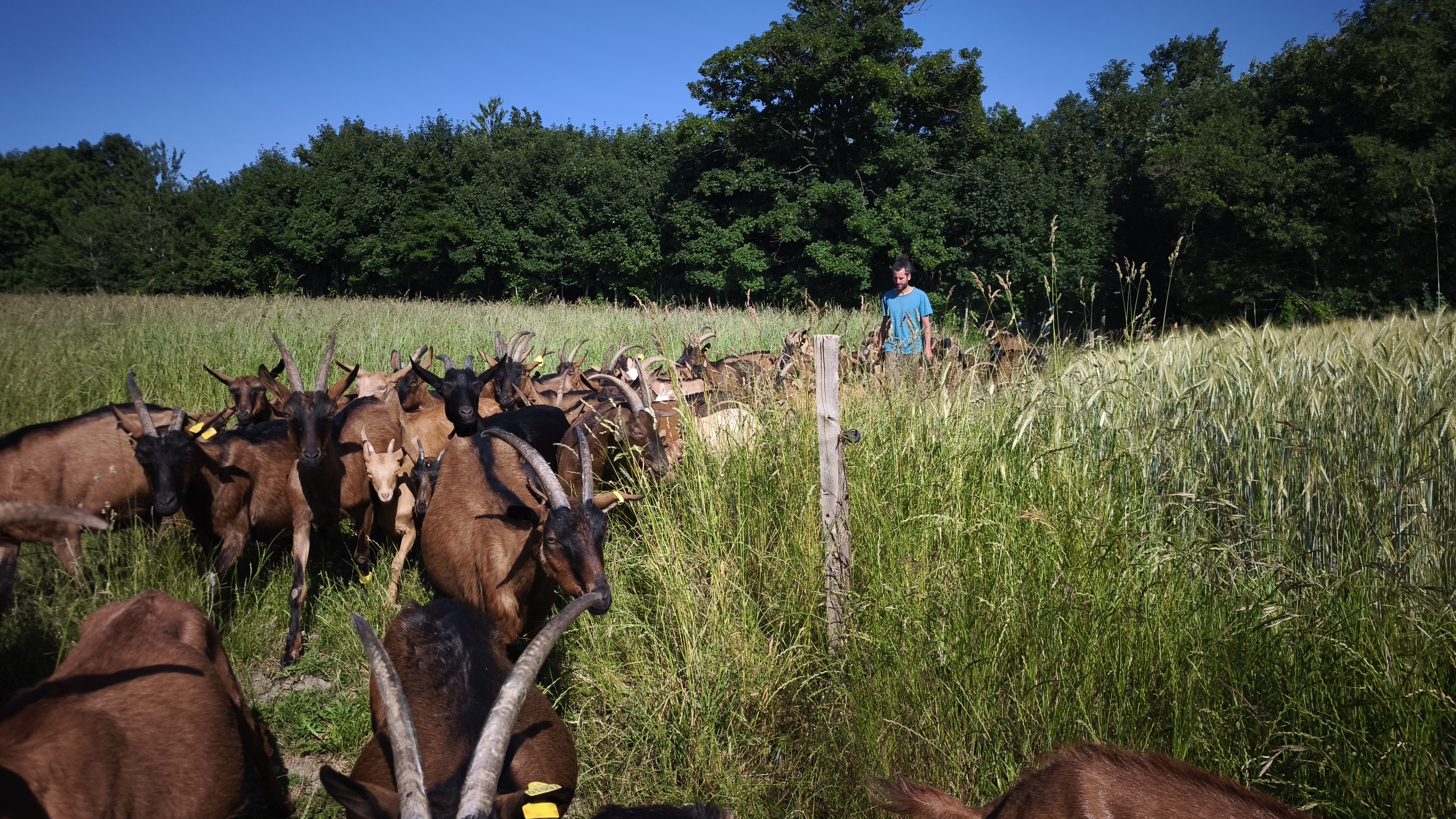 troupeau de chèvres en sortie de bois
