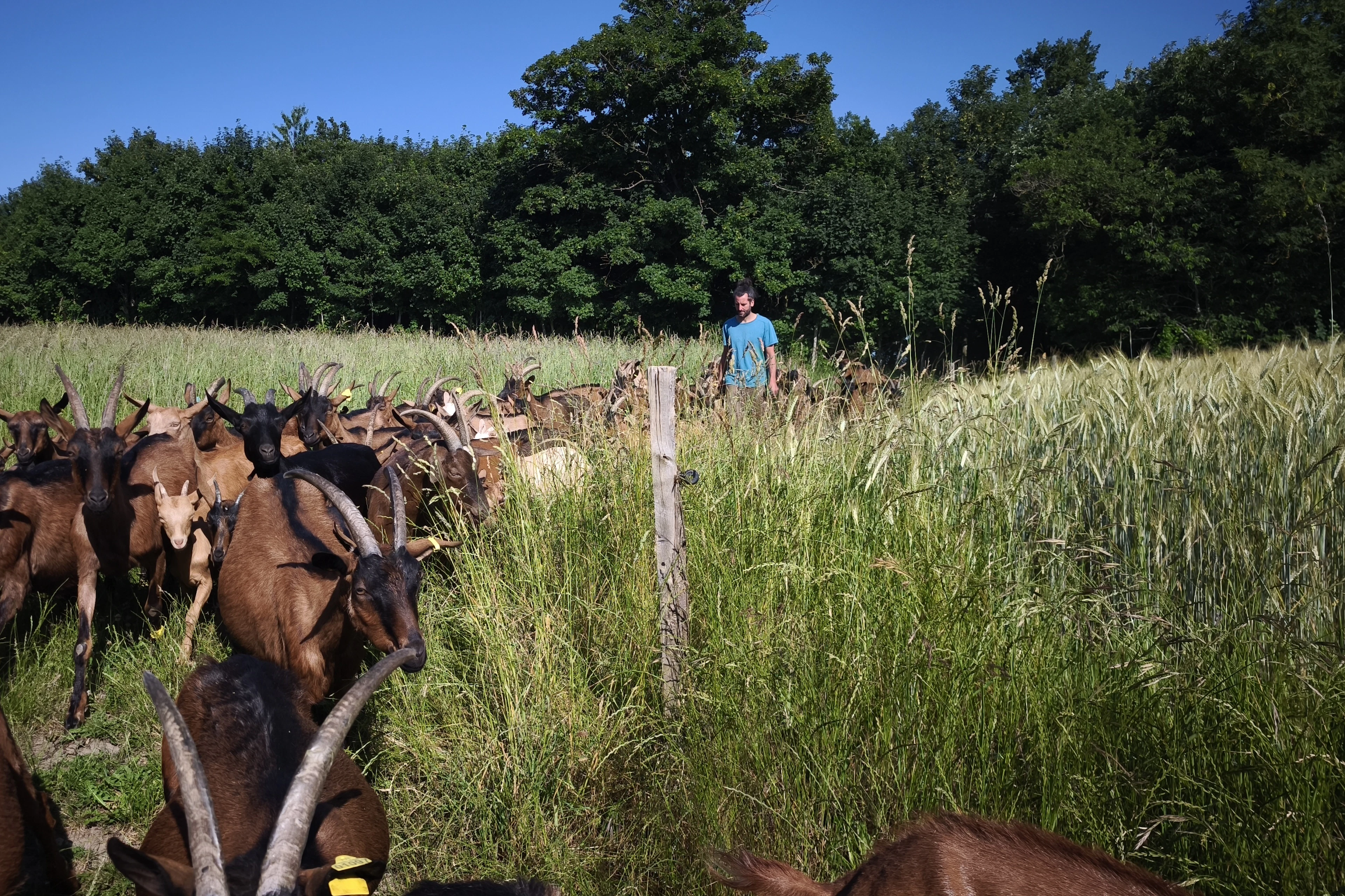 troupeau de chèvres en sortie de bois