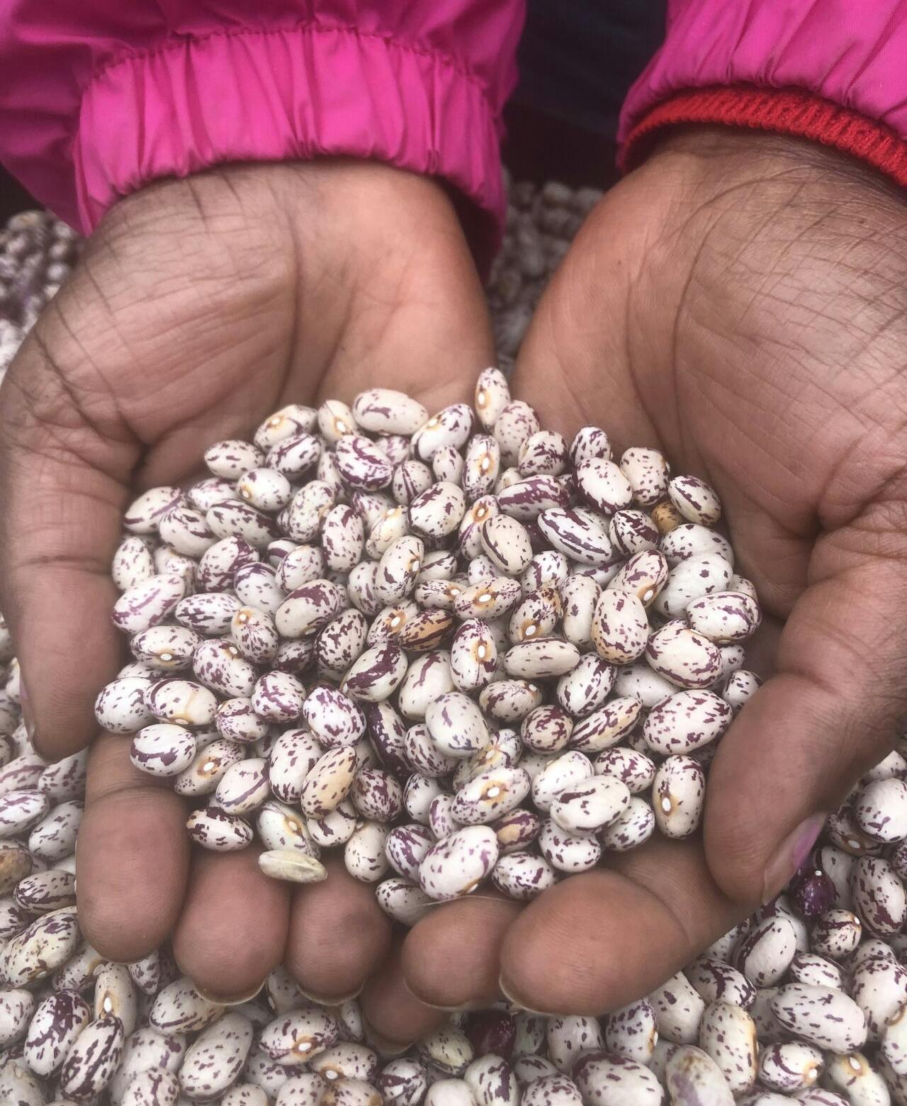 mains haricot expérimentation chartreuse