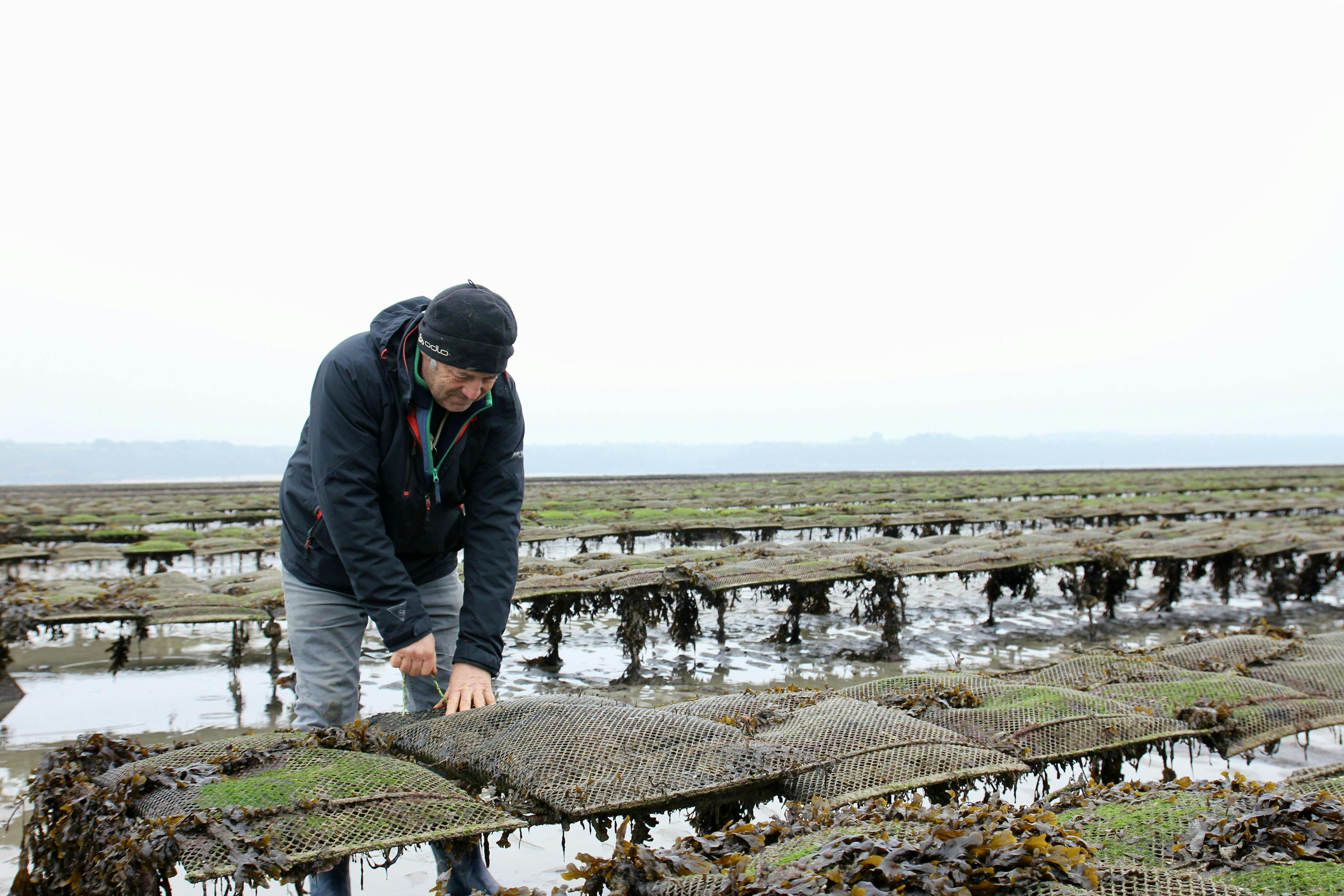 ostréiculture