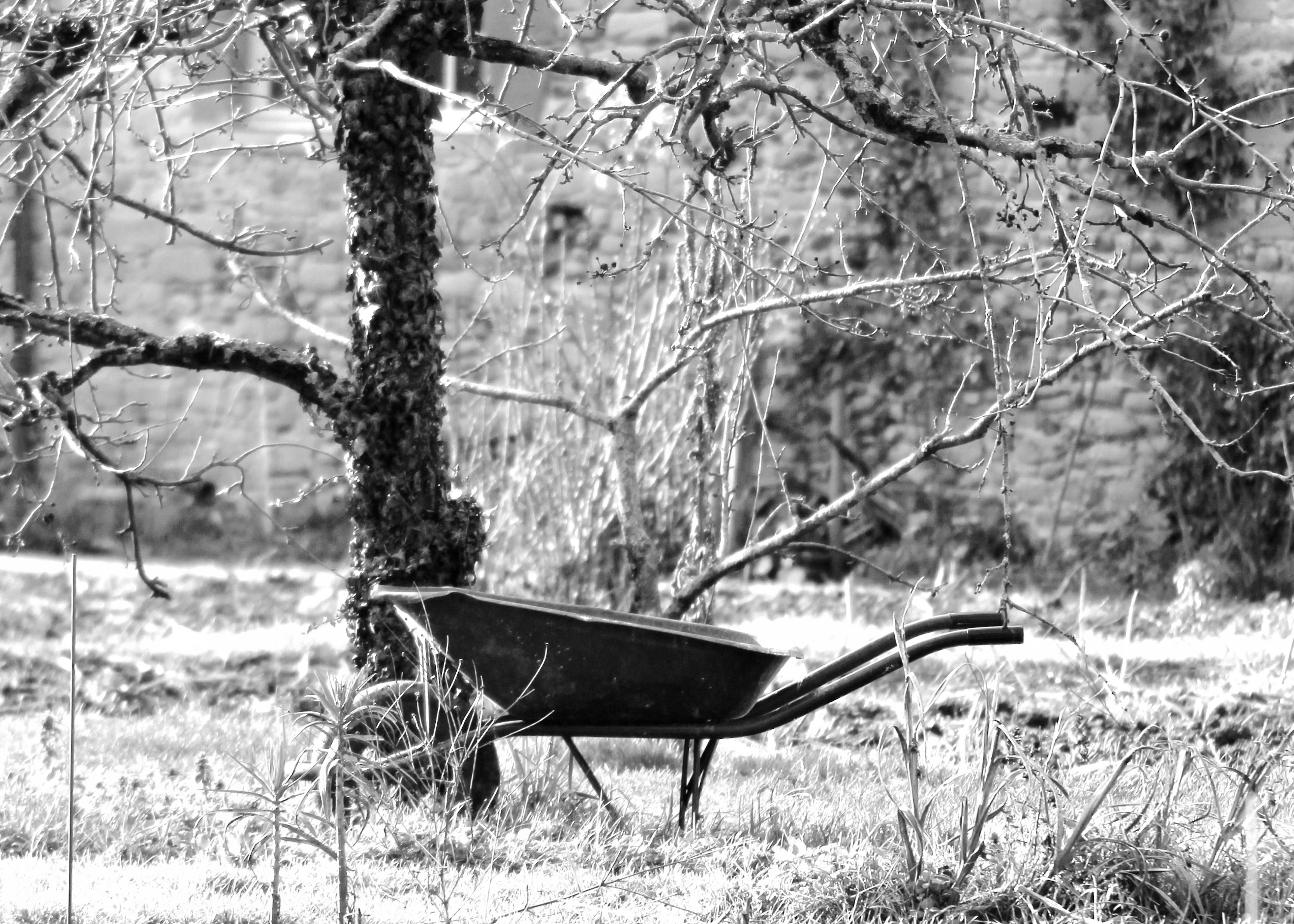 brouette vide sous un arbre d'hiver. Noir et blanc