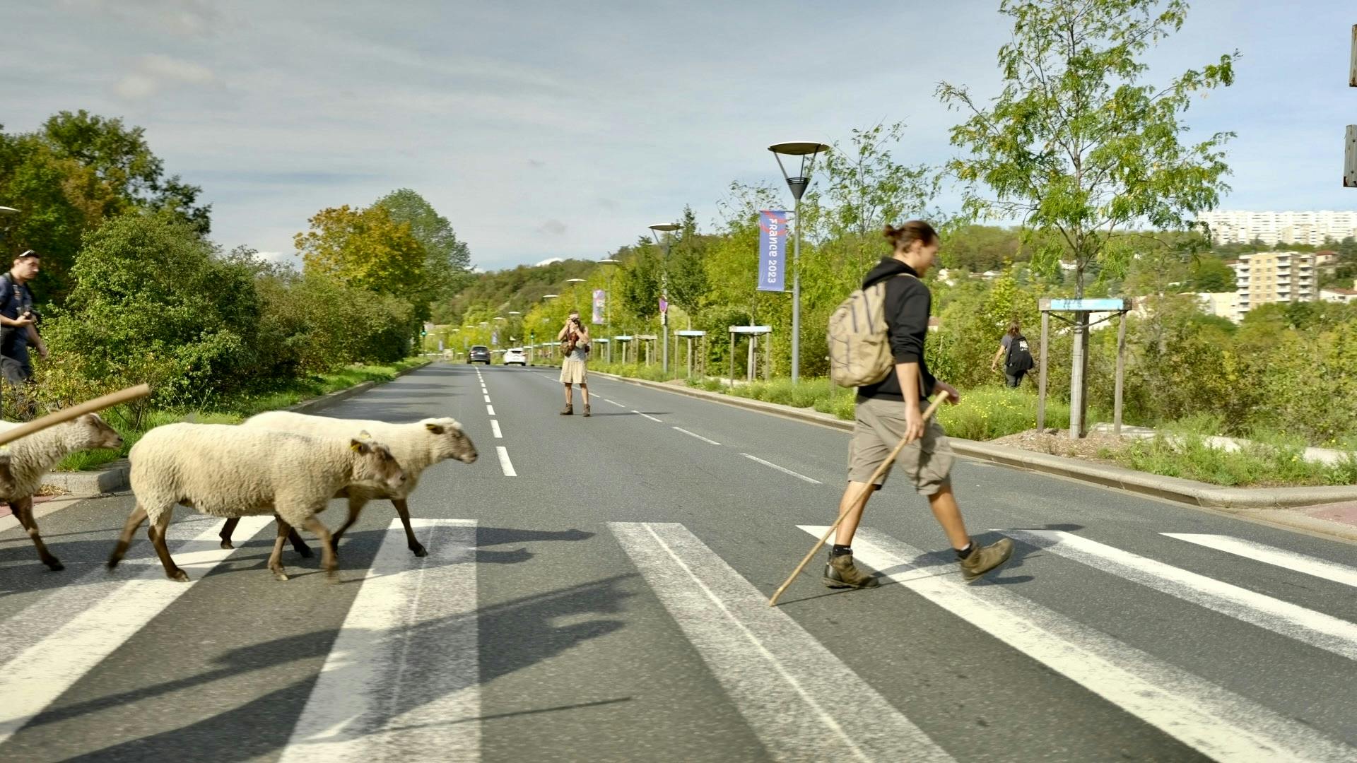 mouton traversant sur le passage piéton en pleine ville de lyon - octobre 2023