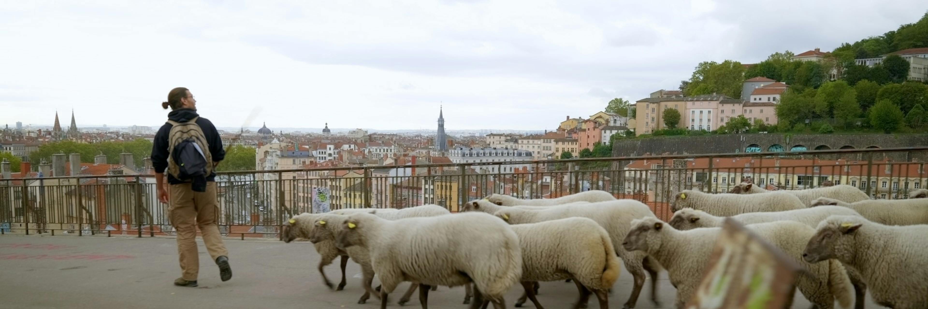 moutons au parc des chartreux - Bergerie Urbaine