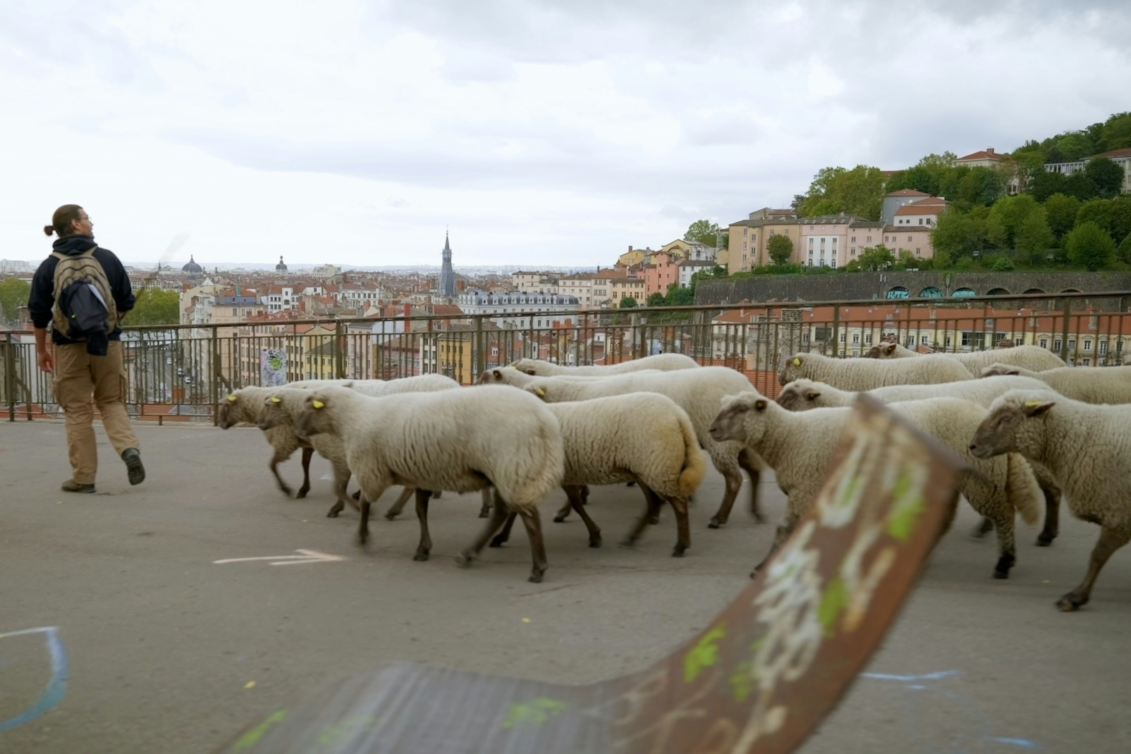 moutons au parc des chartreux - Bergerie Urbaine