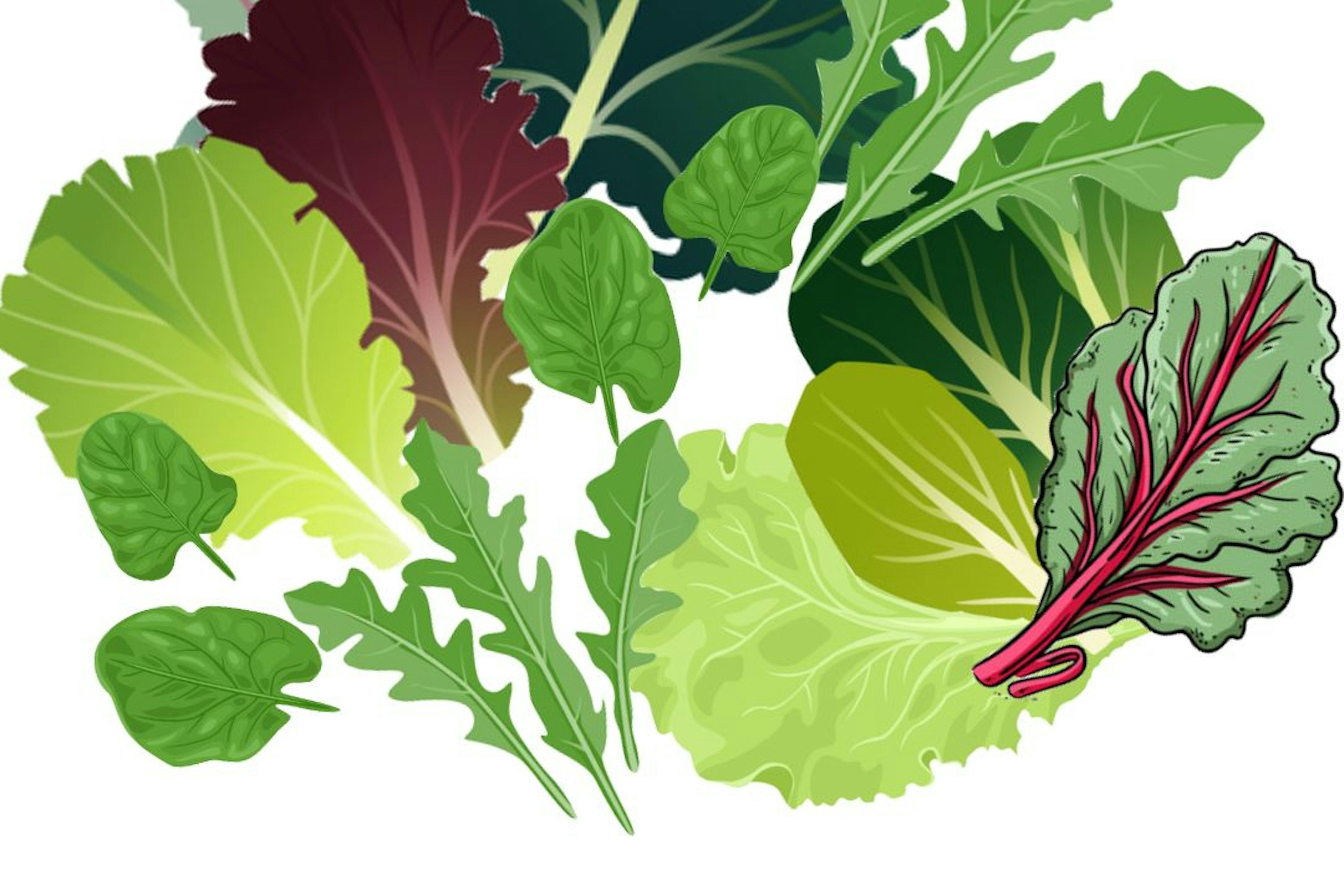 différentes feuilles de mesclun