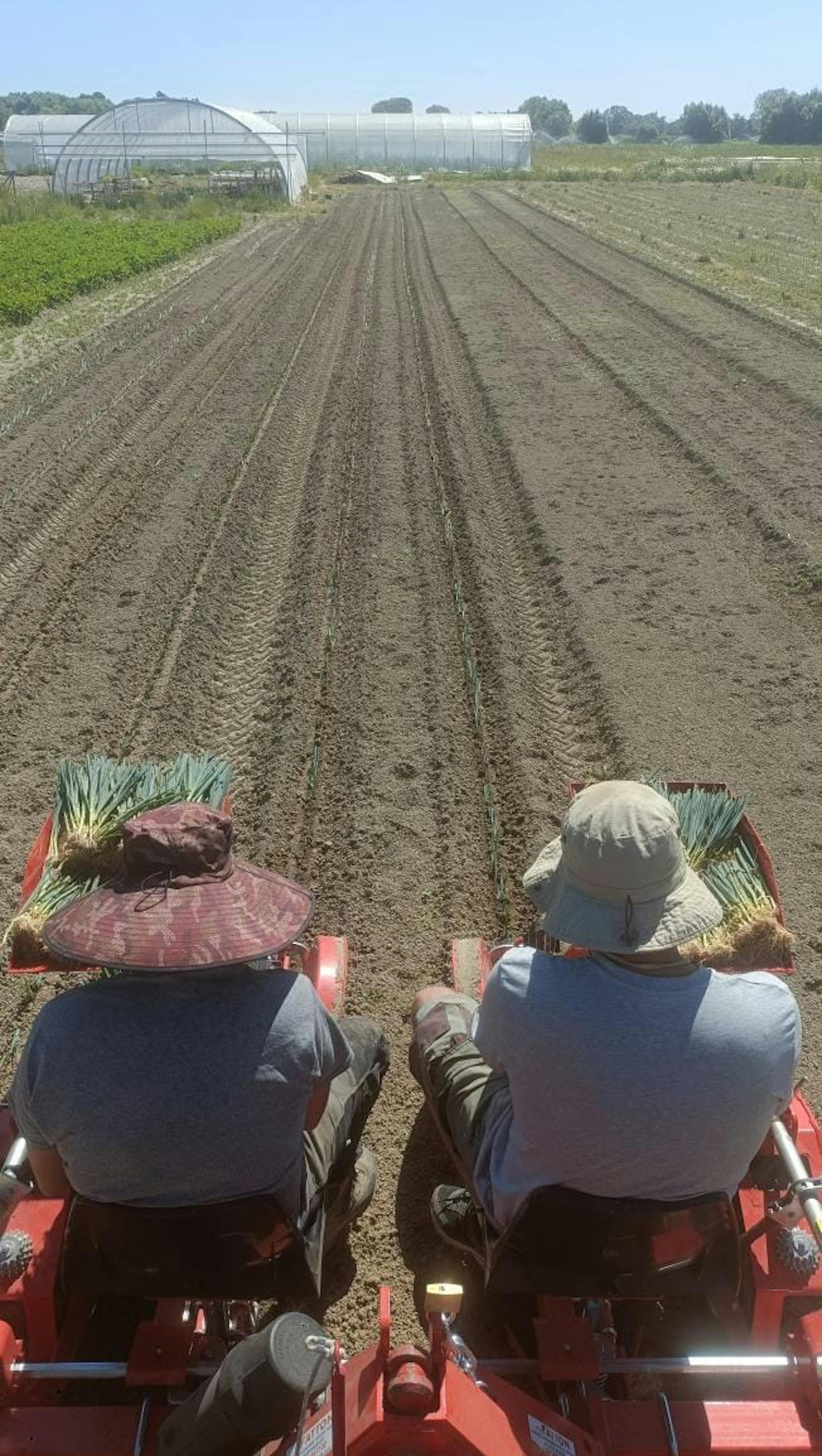 plantation poireau