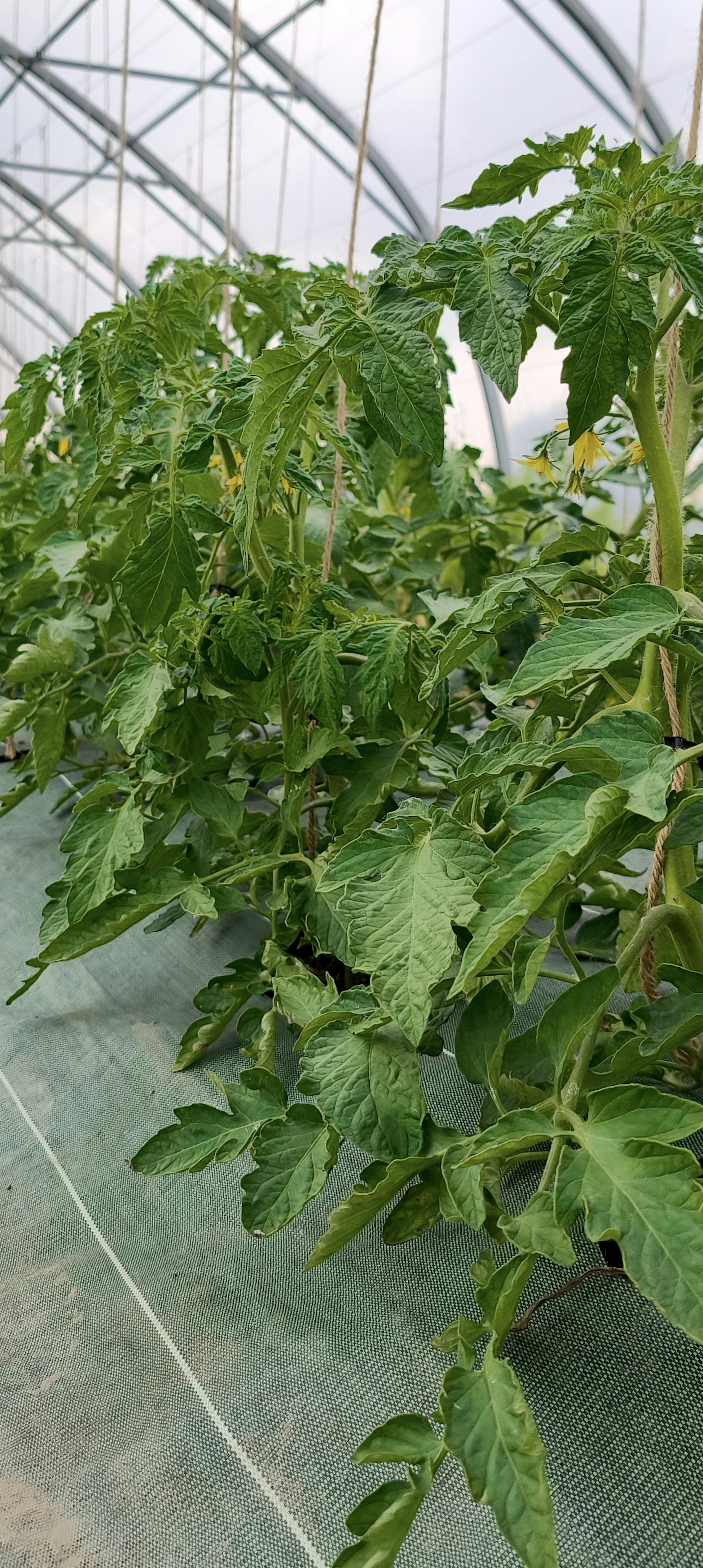 plan de tomate