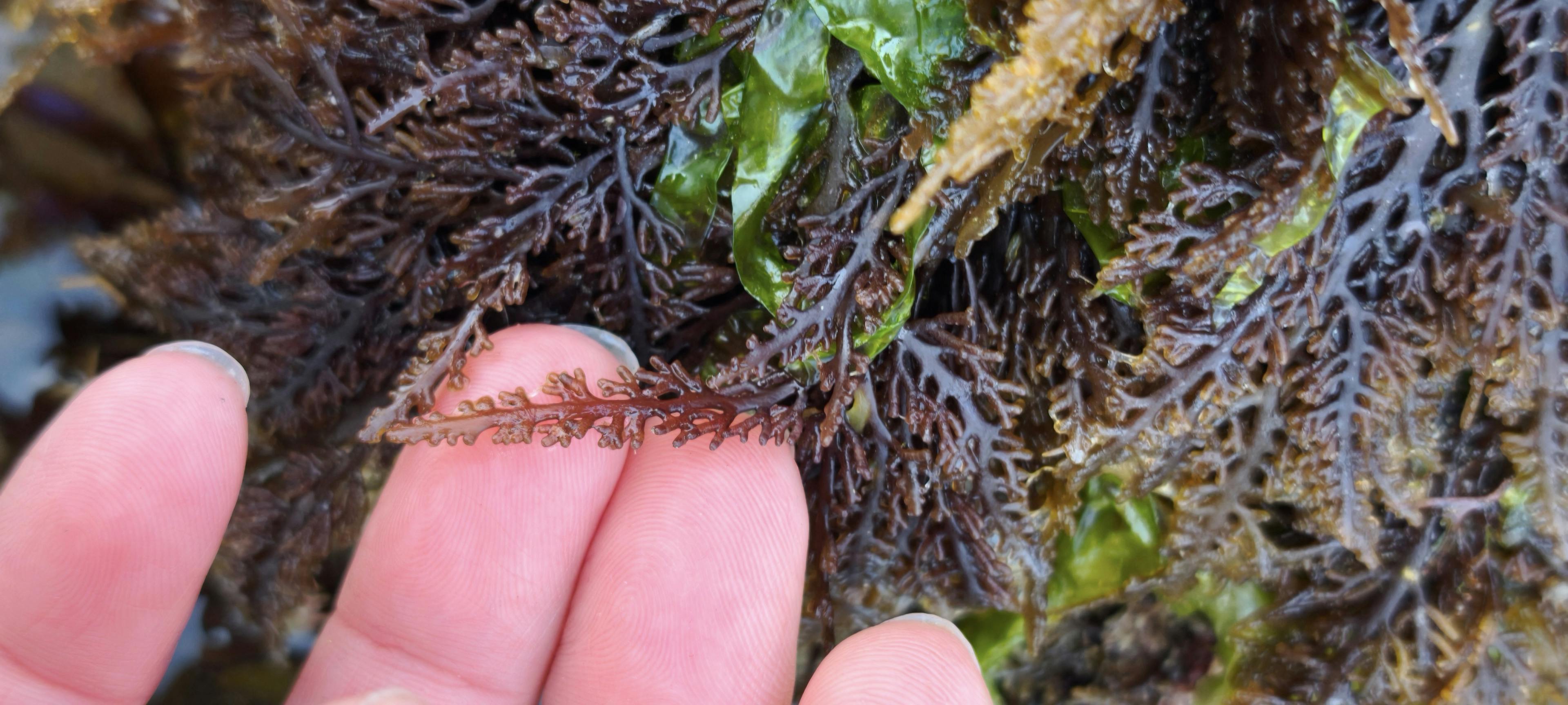 Dulse poivrée 
