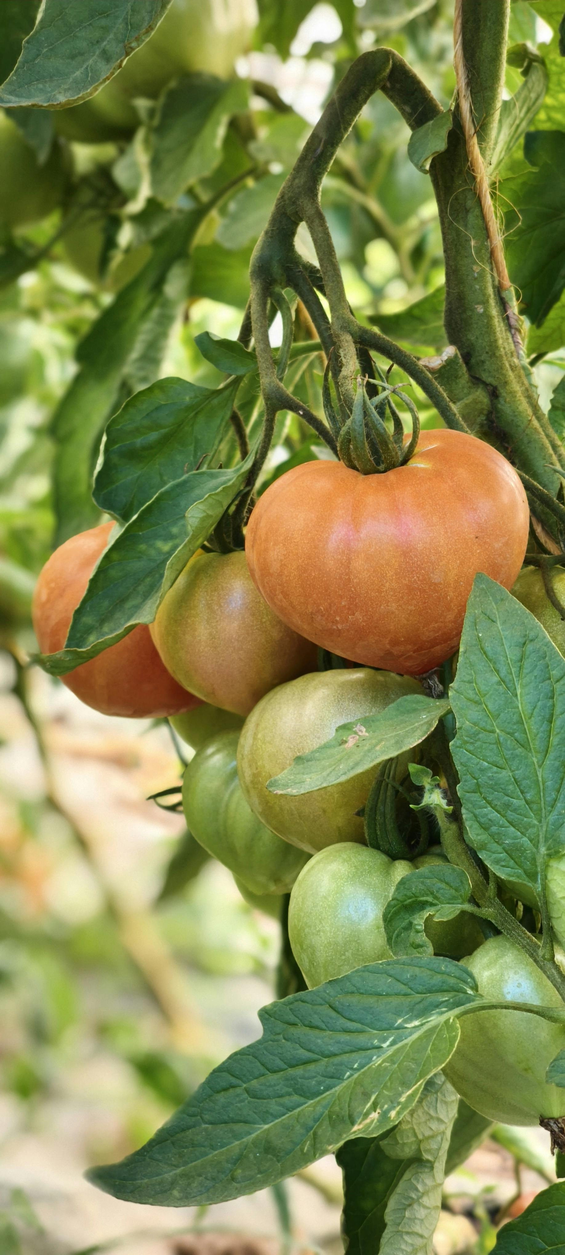 grappe de tomates rouges et vertes