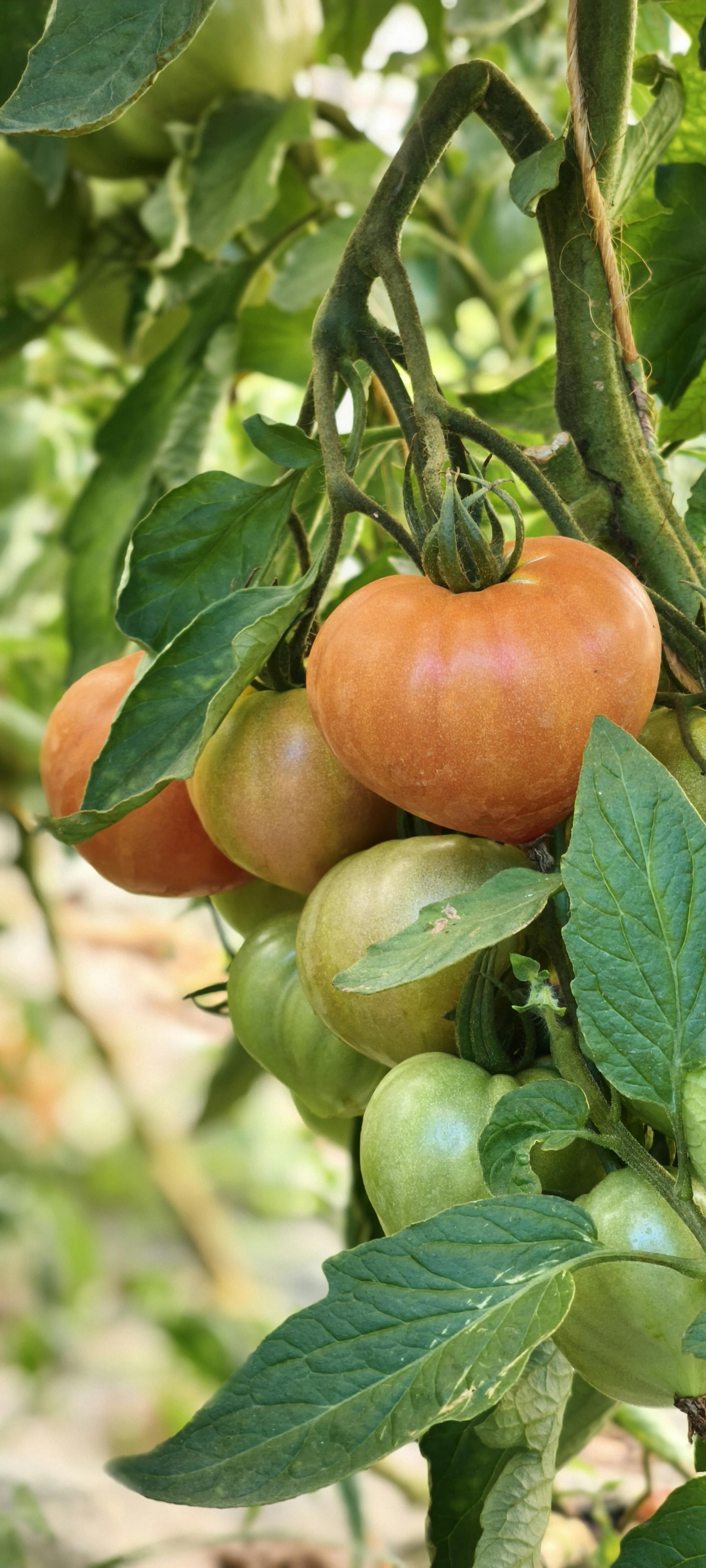grappe de tomates rouges et vertes