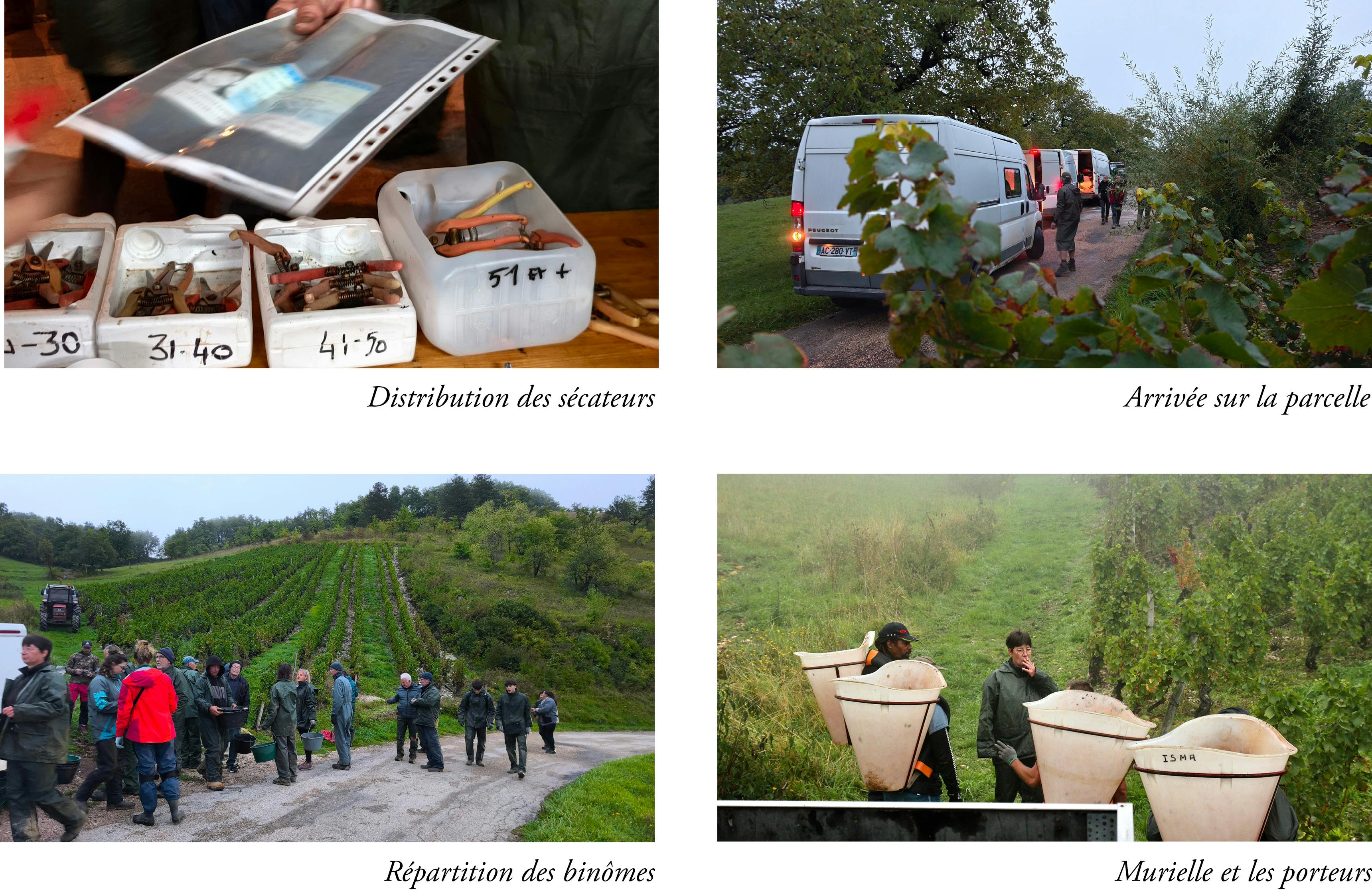 album distribution des sécateurs, arrivée sur la parcelle, répartition bînomes, discussion de murielle avec les porteurs