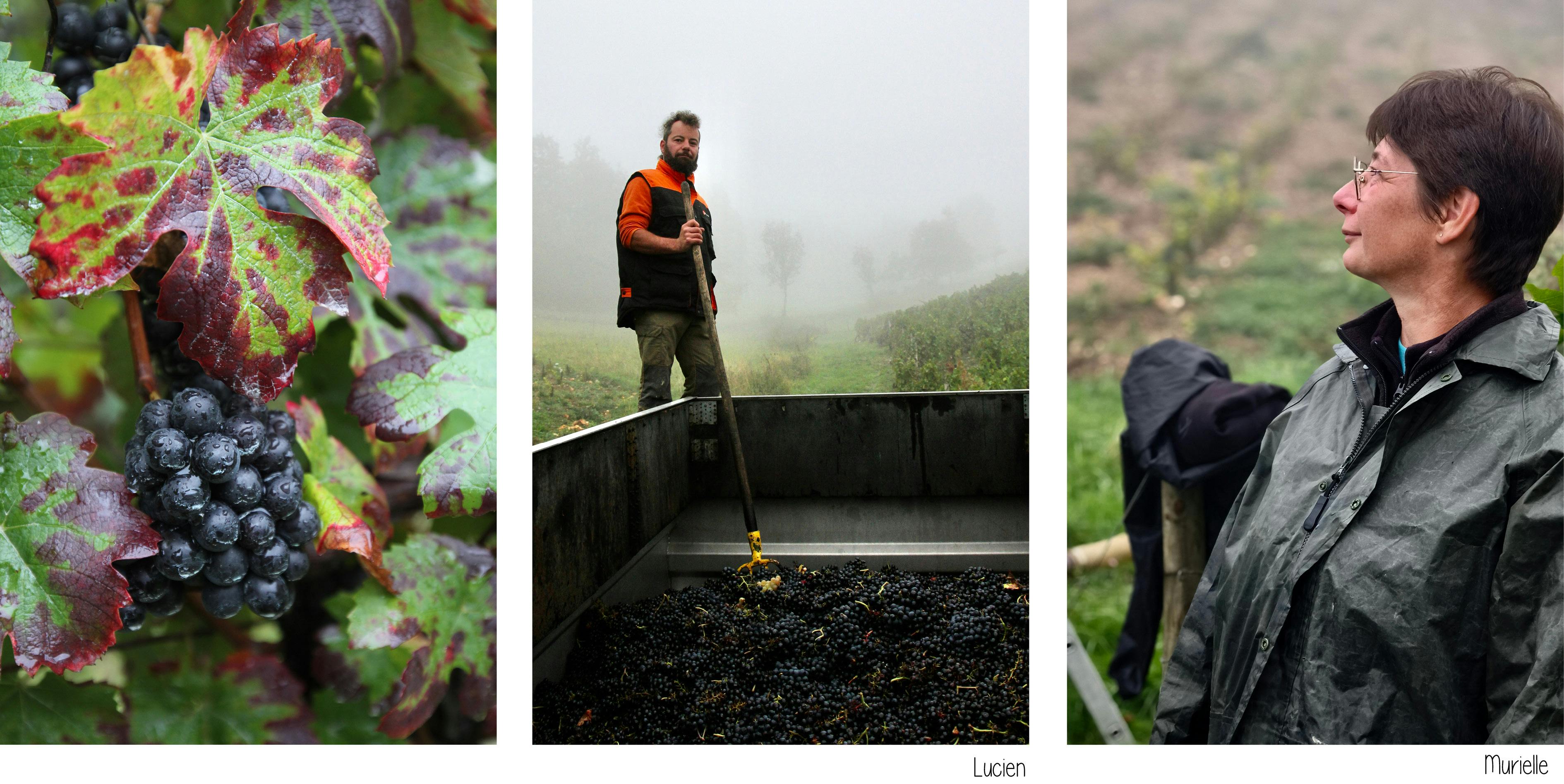 grappe de raisin, lucien debout sur la benne, murielle