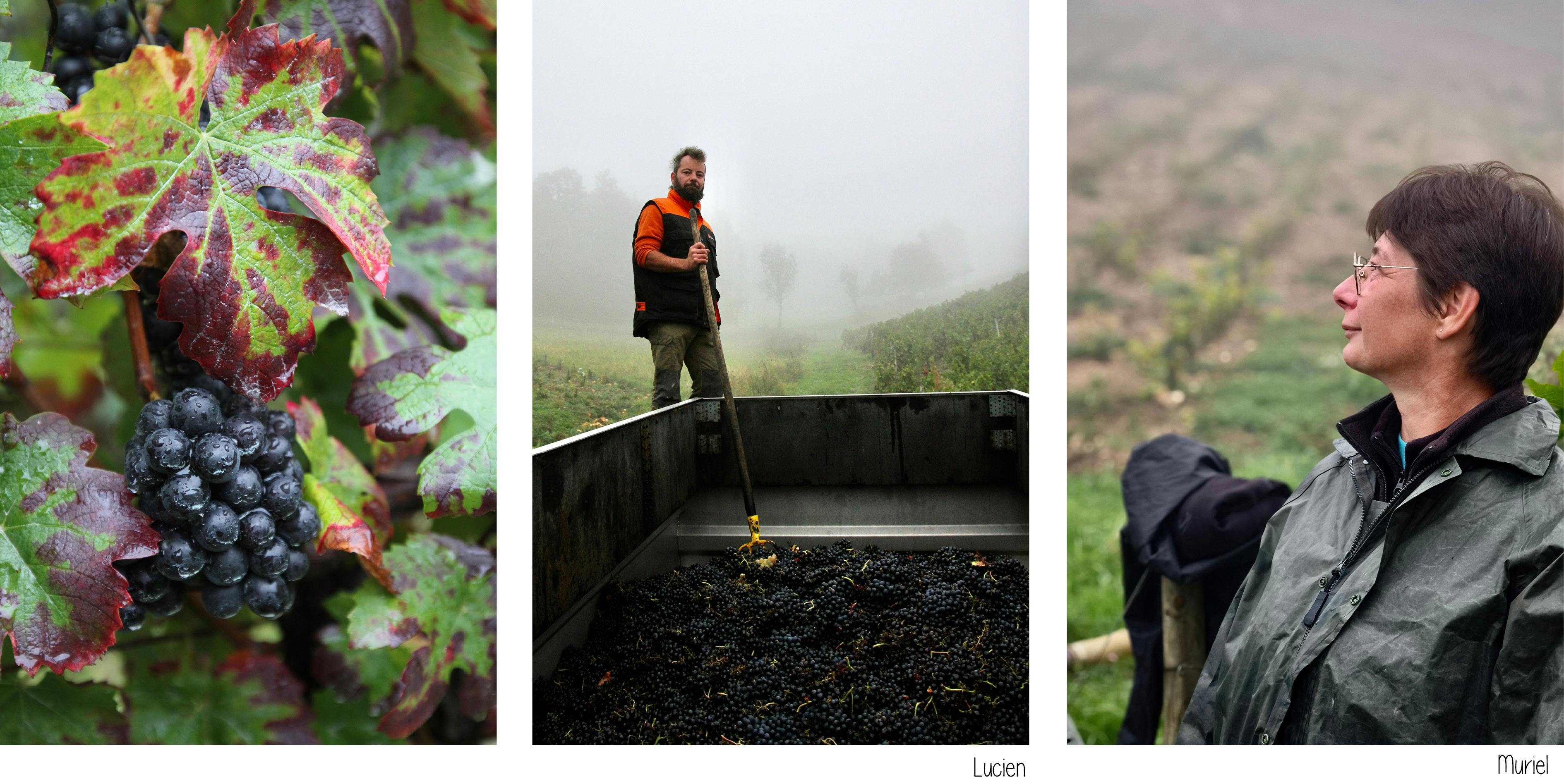 grappe de raisin, lucien sur la benne, muriel