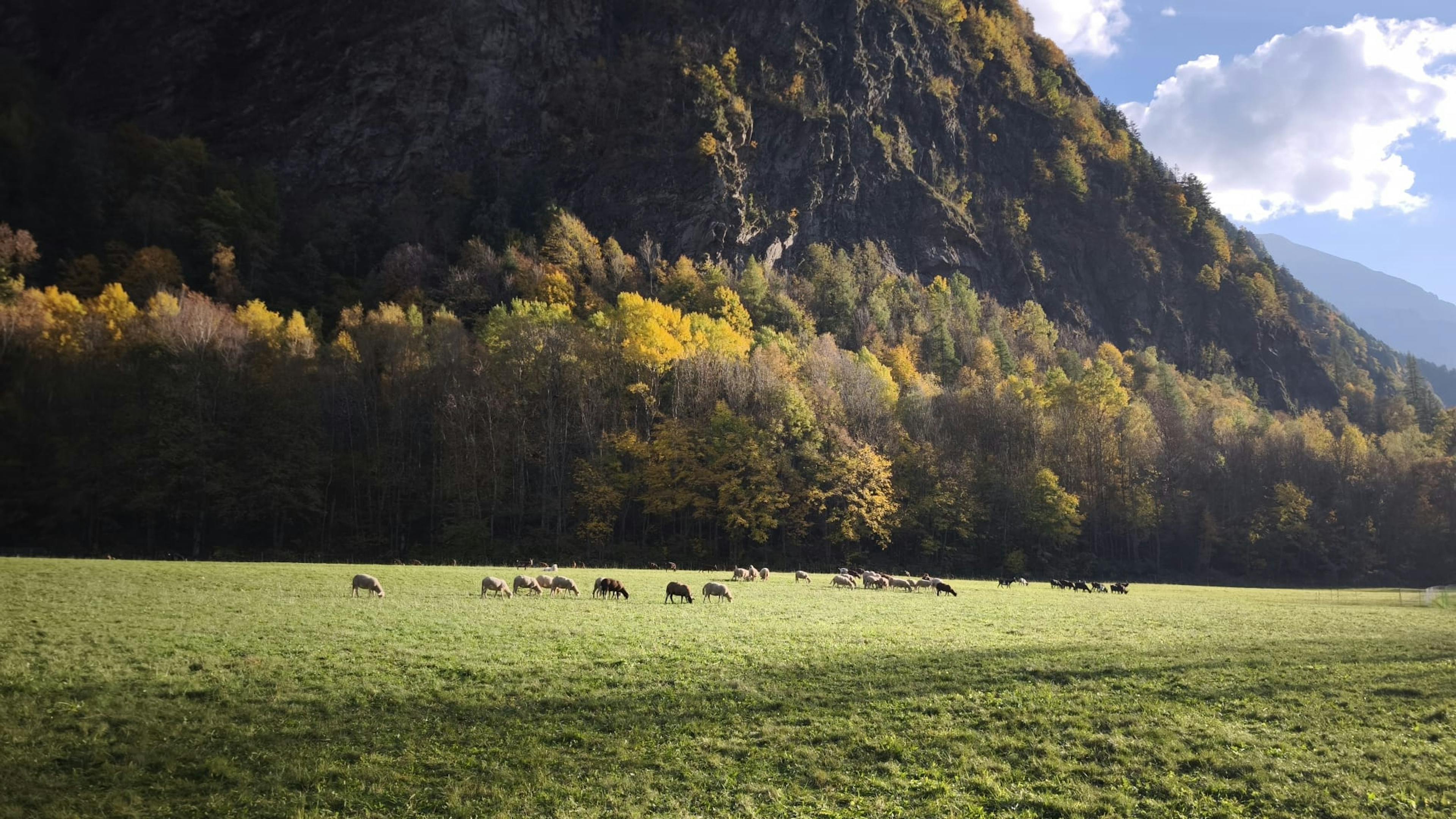 chèvre et mouton à l'enclos sous le soleil d'automne