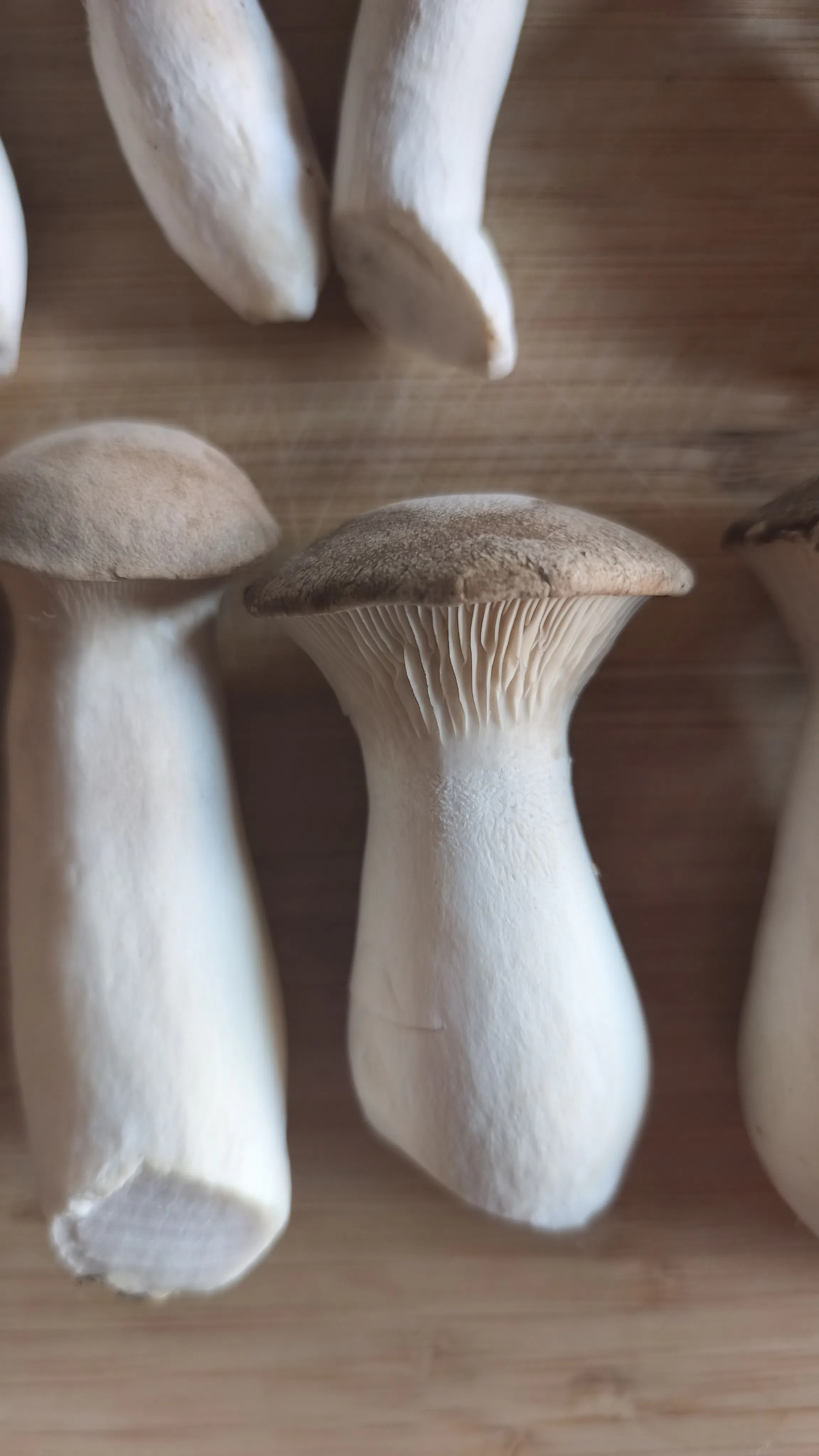 Deux beaux Eryngii, tronc blanc chapeau marron et lamelles denses