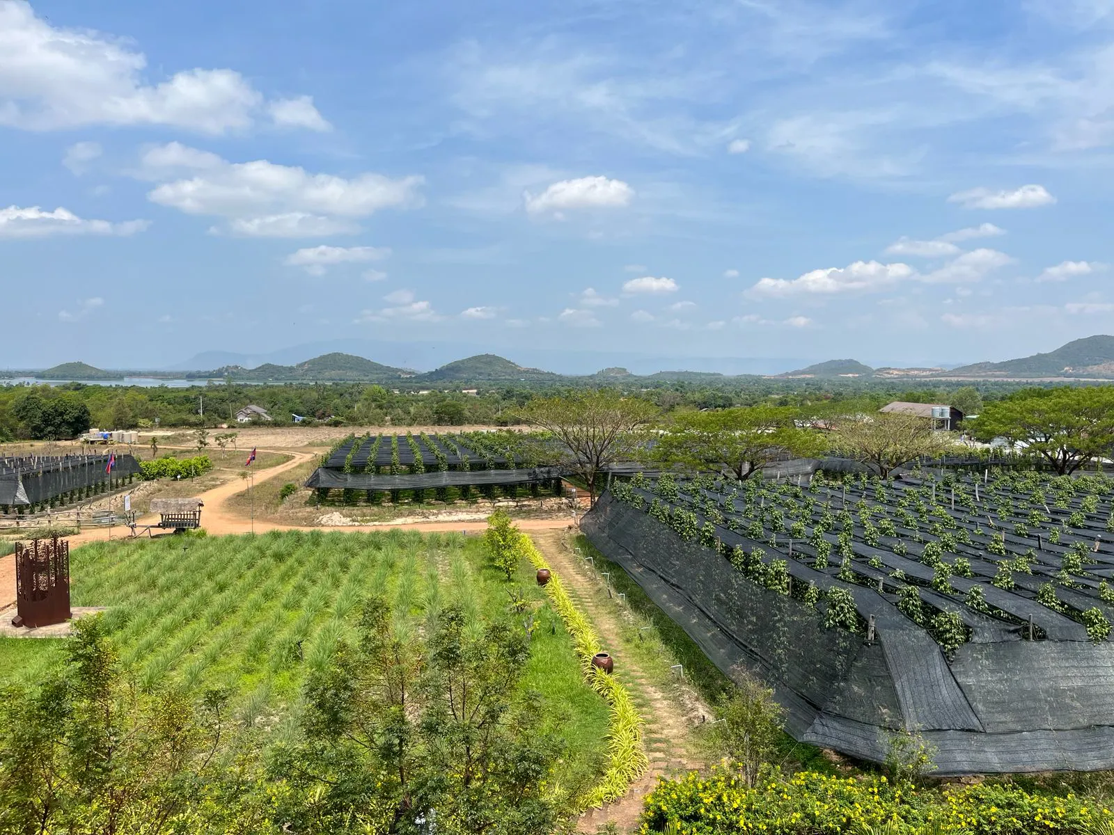 plantation de poivre au Cambodge