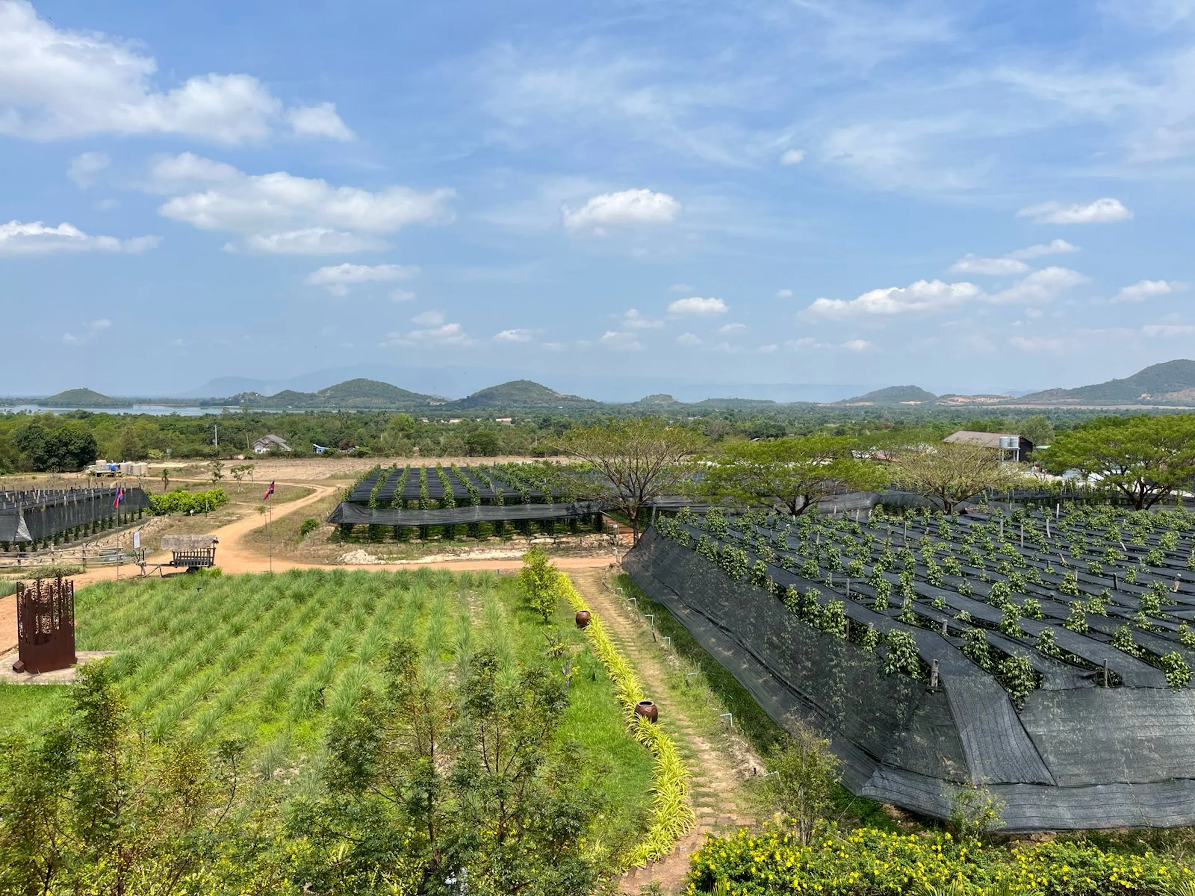 plantation de poivre au Cambodge