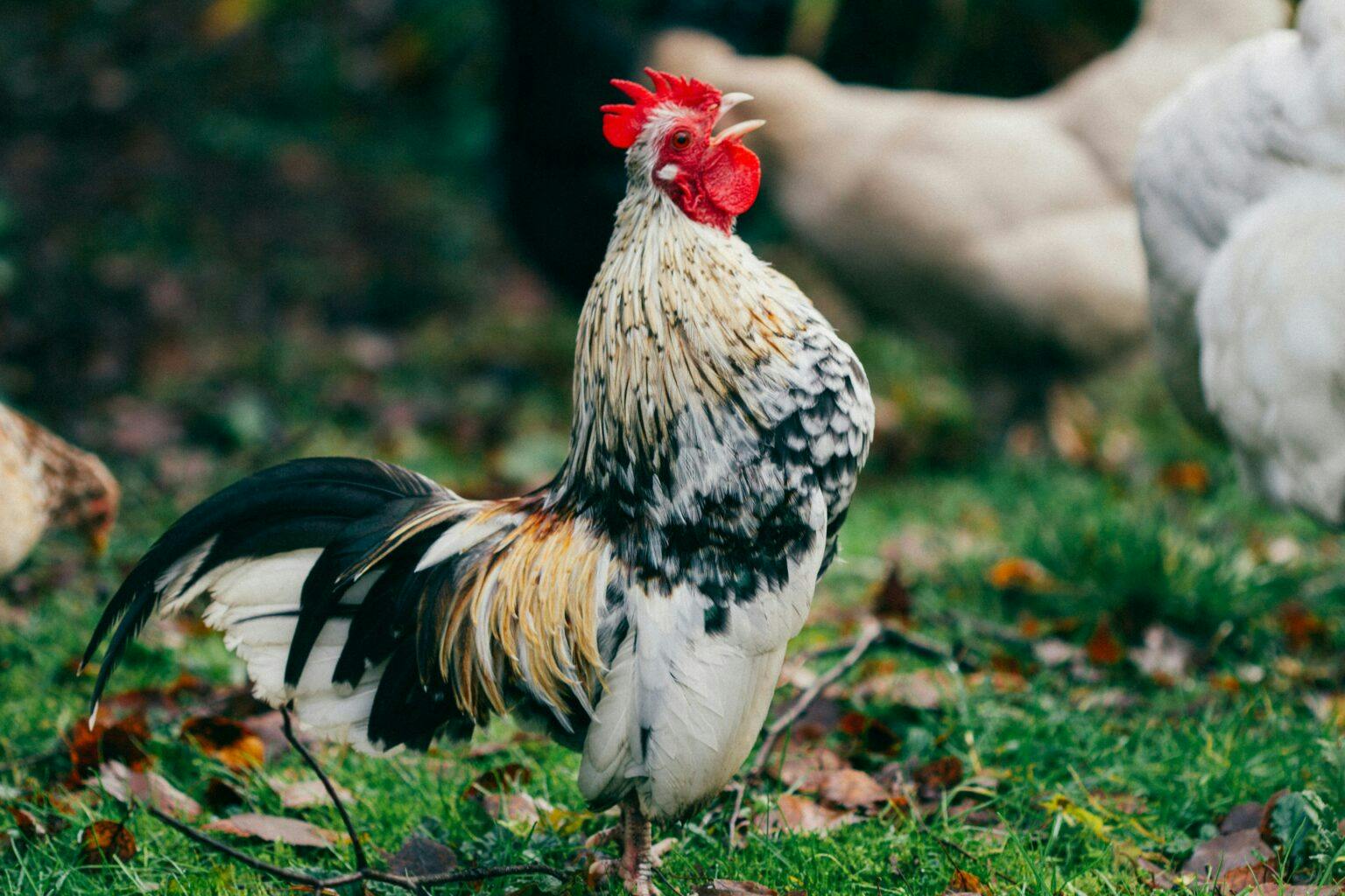 Portefeuille Cocorico : pour soutenir les entreprises françaises