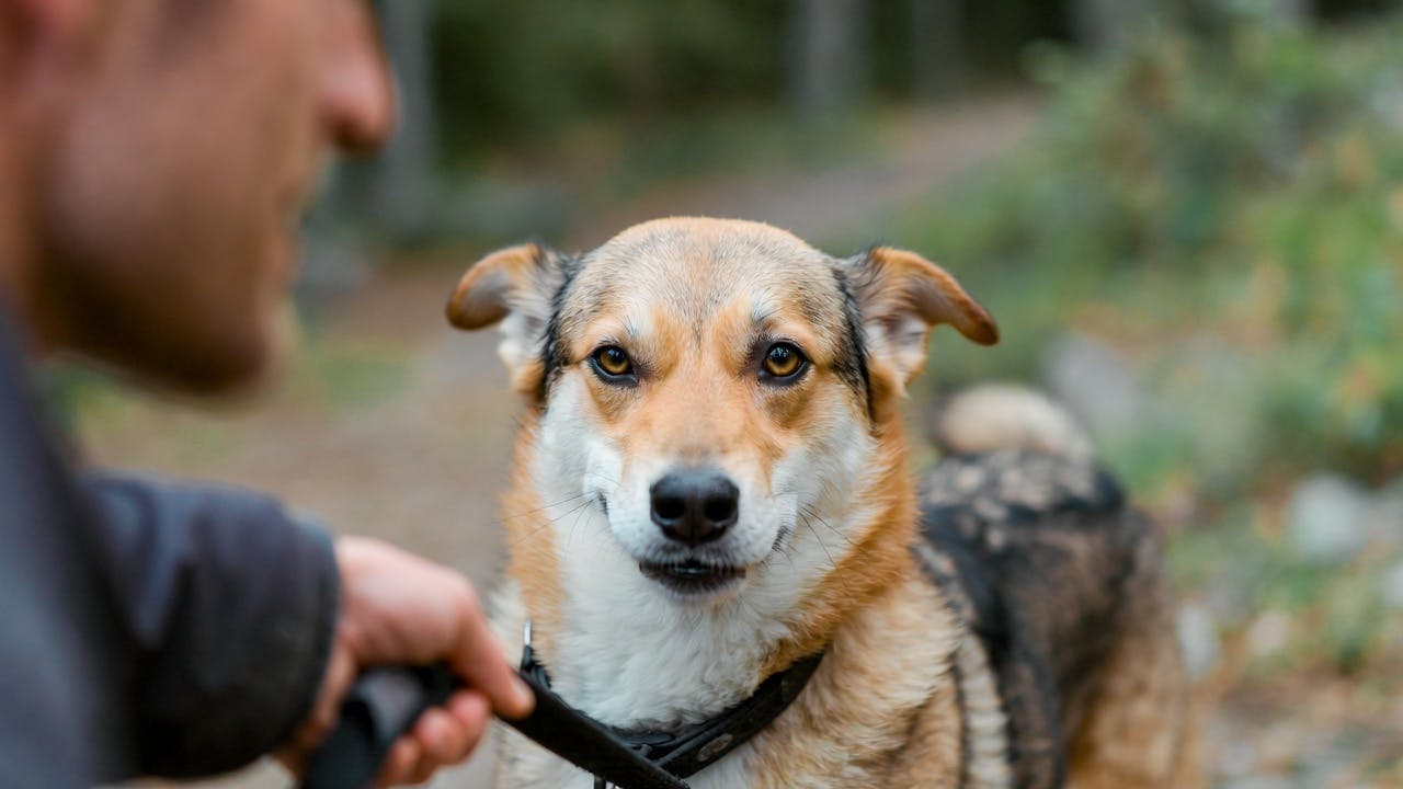 How to Stop Dog Barking: 5 Expert-Backed Ways to Quiet the Noise