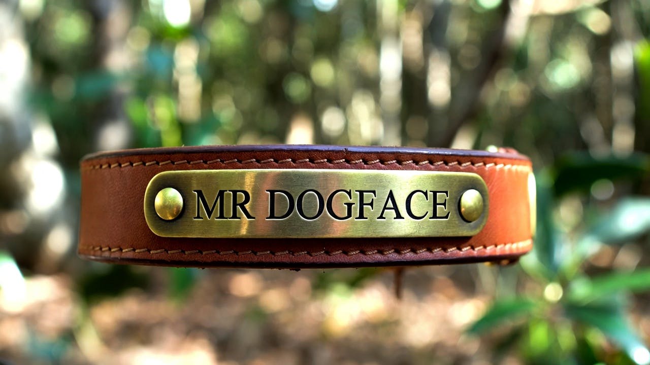 Beyond the Buckle: How to Choose the Safest Dog Collar in 2026